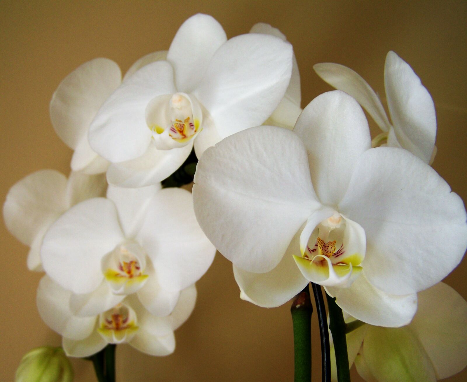 Kodak EASYSHARE ZD710 ZOOM DIGITAL CAMERA sample photo. Orchid, white flower, room photography