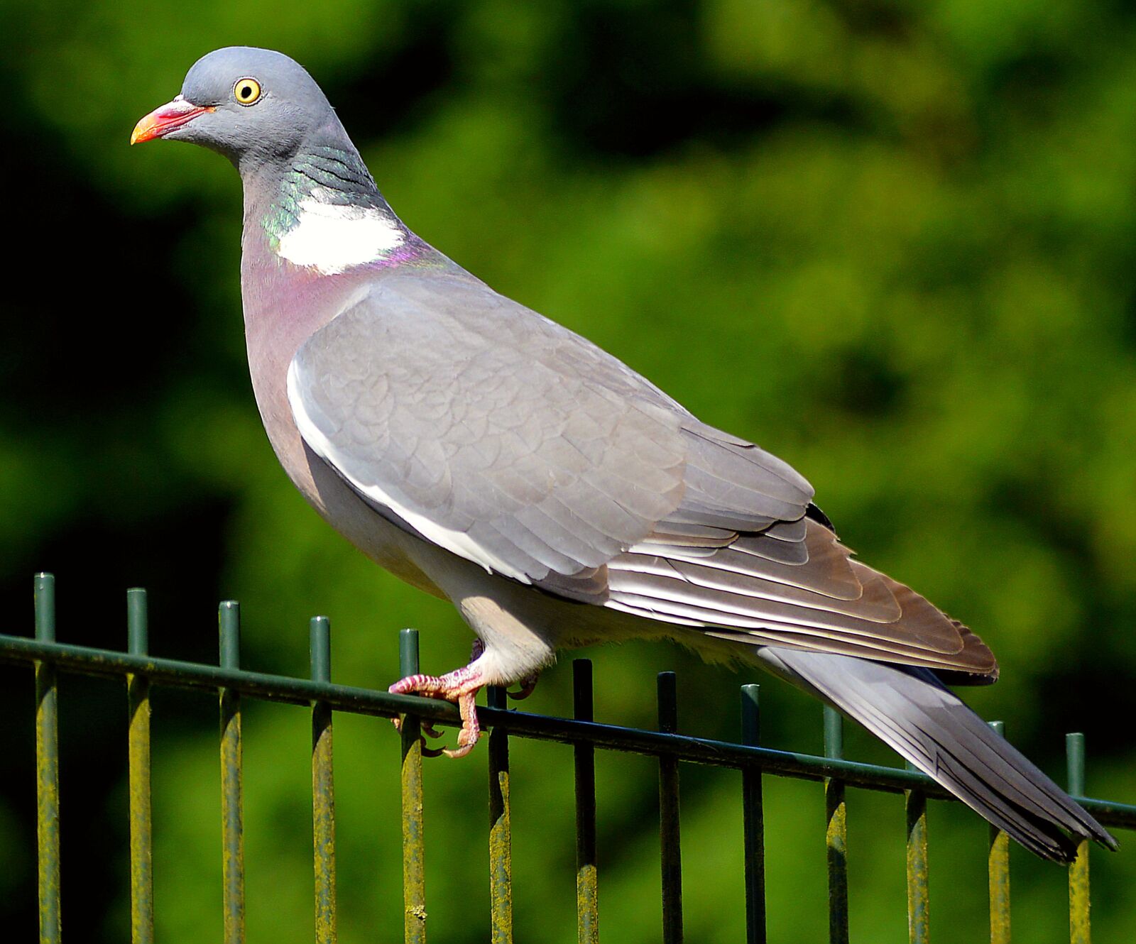 Nikon D3200 sample photo. Ringdove, dove, bird photography