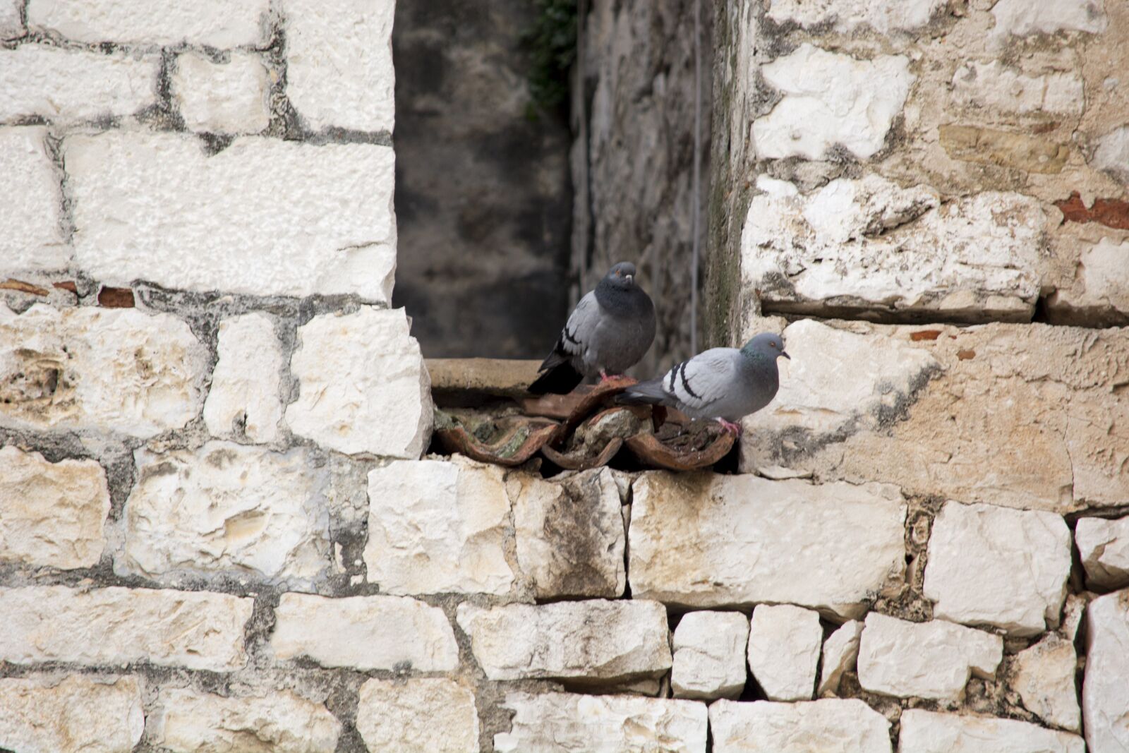 Nikon D5200 sample photo. Trogir, zidine, golub photography