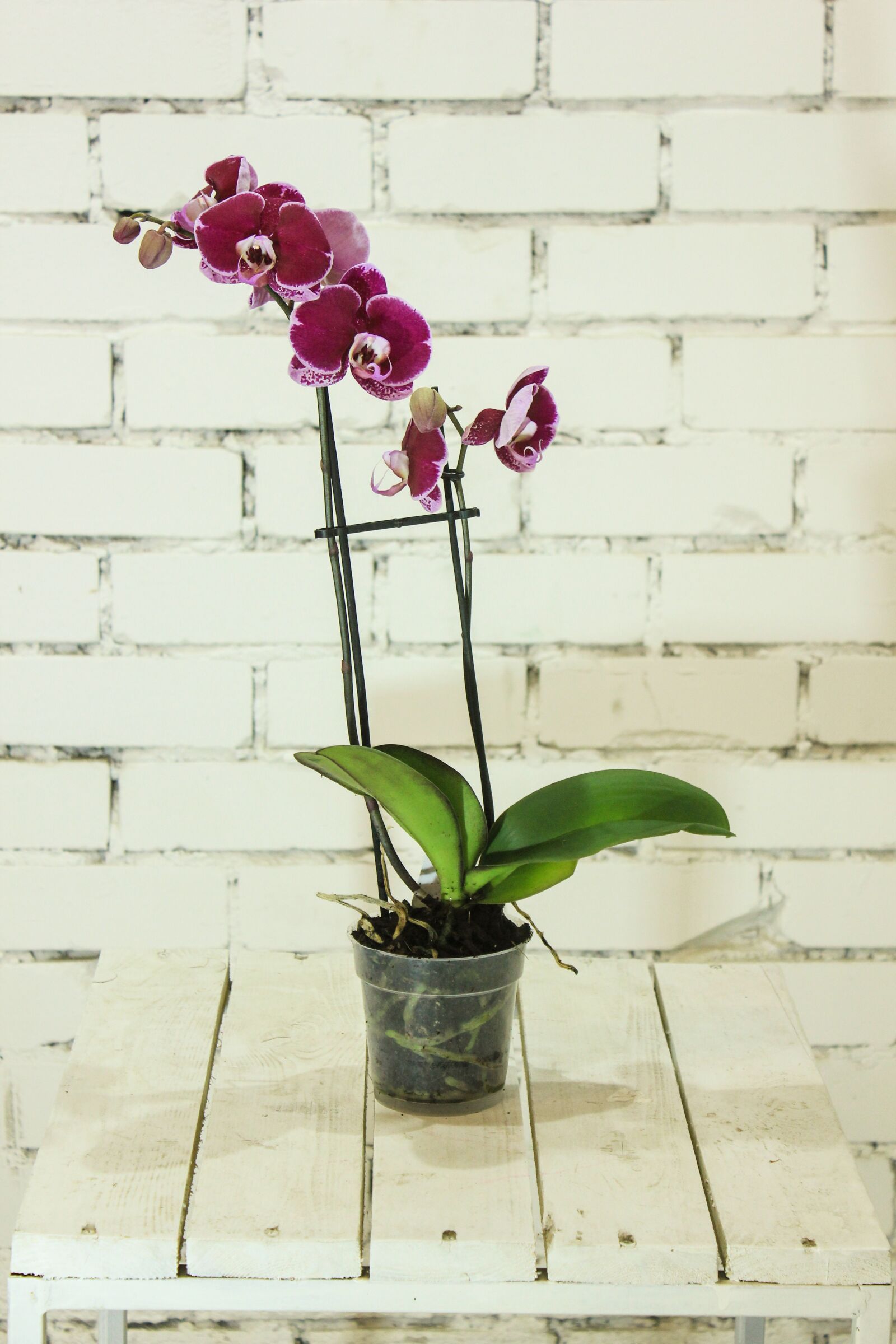 Canon EOS 550D (EOS Rebel T2i / EOS Kiss X4) sample photo. Flower, plant, orchid photography
