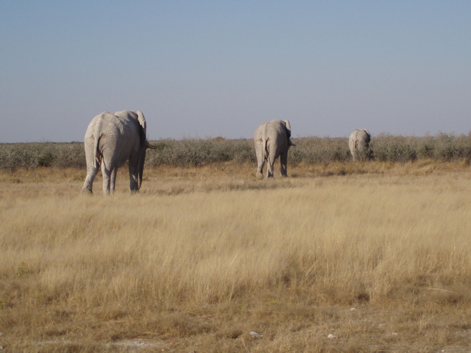 Olympus u700,S700 sample photo. Elephant, etosha, namibia photography
