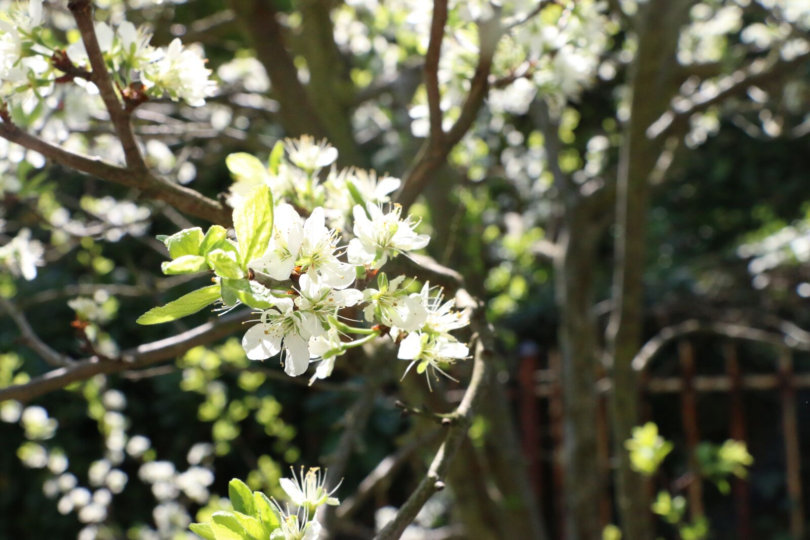 Canon EOS 70D sample photo. Nature, spring, campaign photography