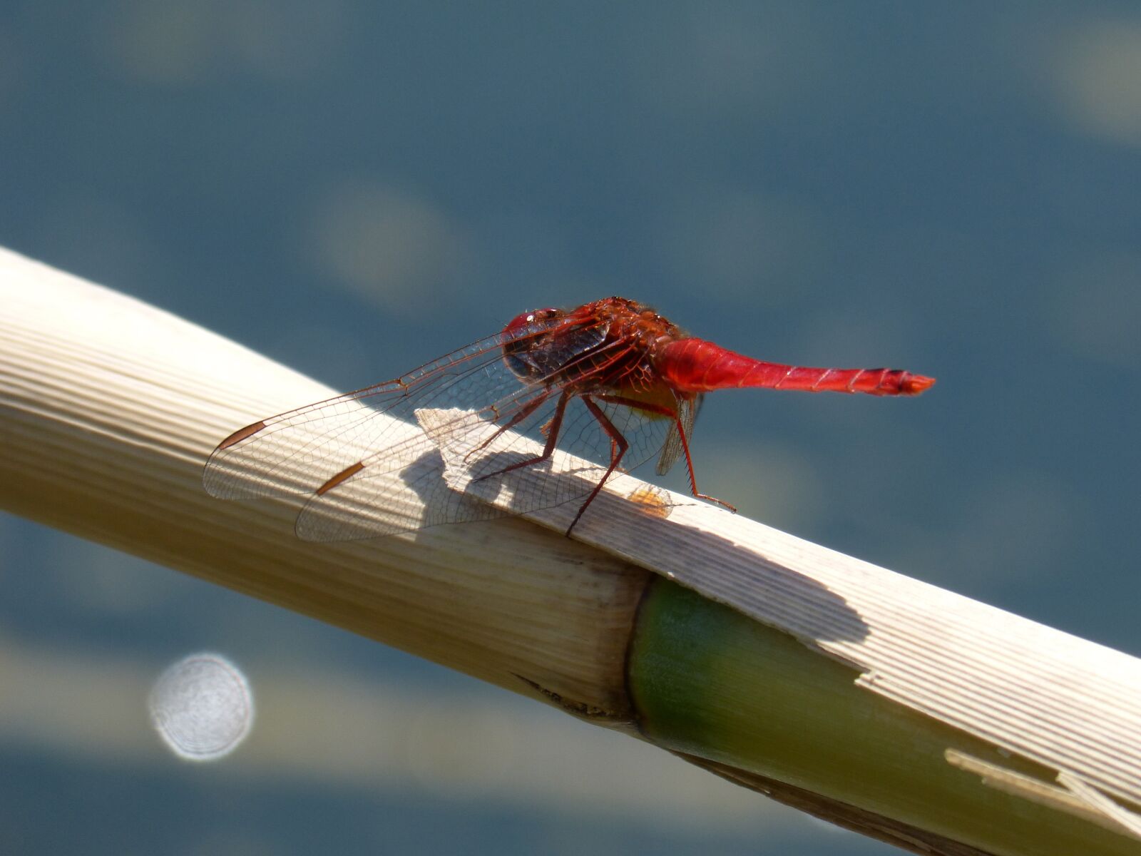 Panasonic DMC-FZ62 sample photo. Dragonfly, red dragonfly, erythraea photography