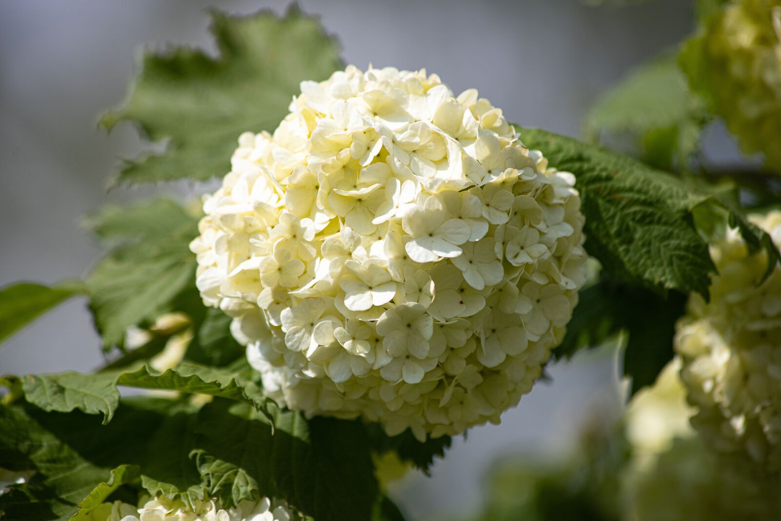 Canon EOS 6D Mark II sample photo. Blossom, bloom, tree photography