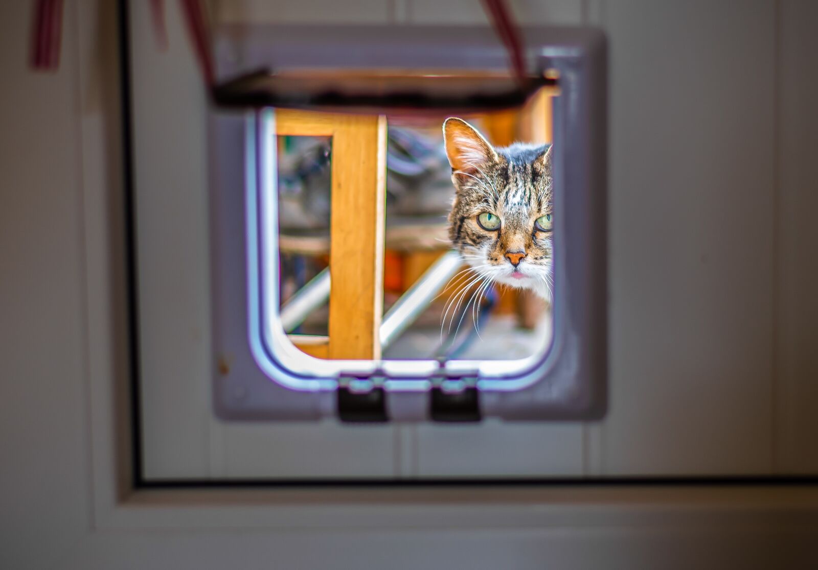 Nikon D750 sample photo. Cat flap, cat, look photography
