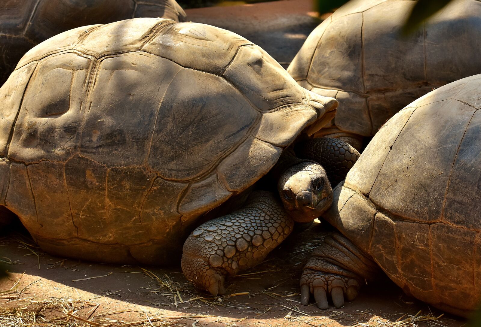 Nikon D7200 sample photo. Giant tortoises, animals, panzer photography