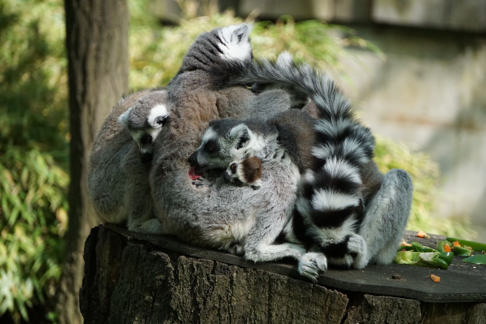 Sony a6000 sample photo. Lemurs, fur, lemur photography