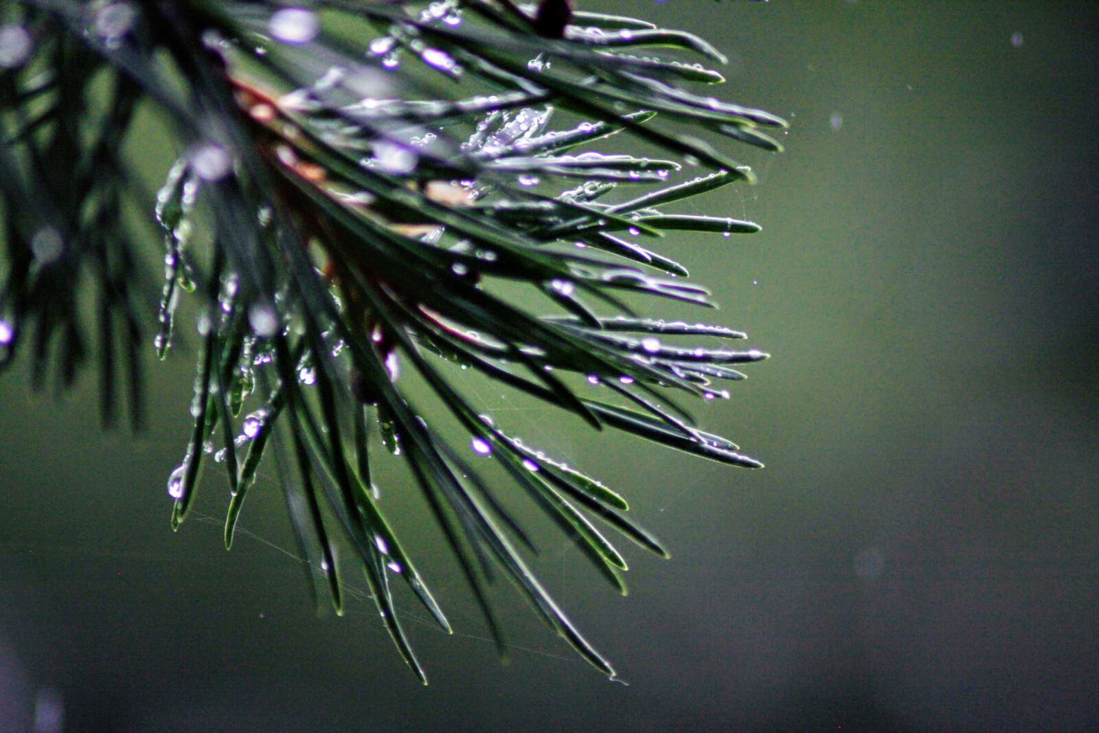 Canon EOS 40D sample photo. Dew, forest, moist photography
