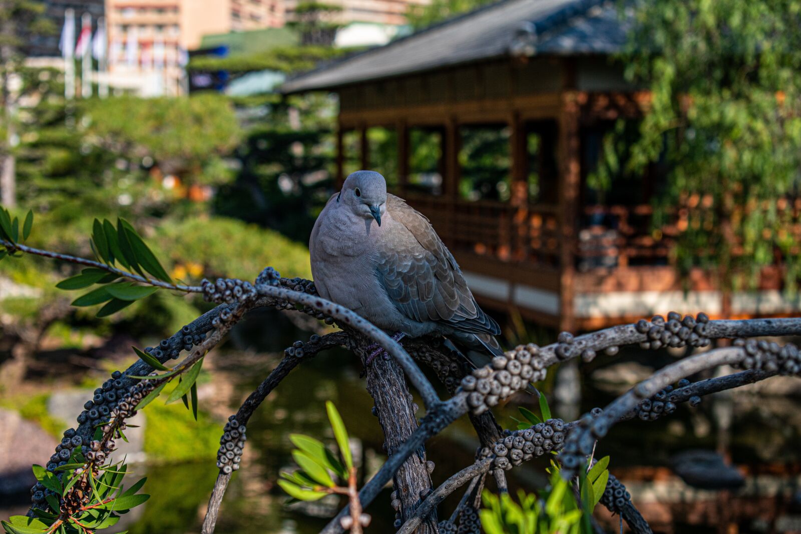 Nikon D5600 sample photo. City, building, architecture photography