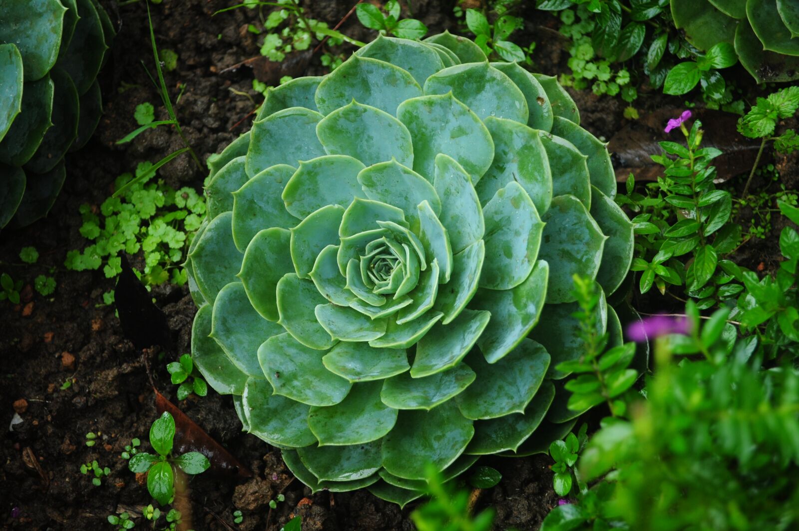 Nikon D5000 sample photo. Plant, flower, nature photography