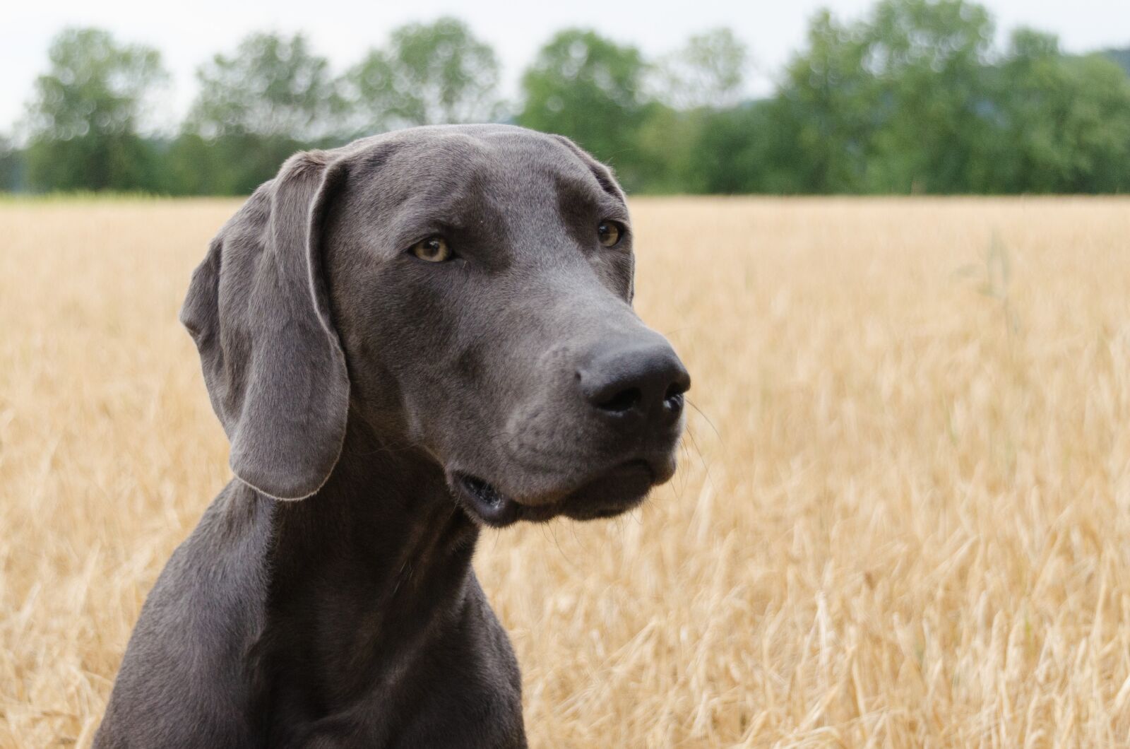 Nikon D5100 sample photo. Dog, weimaraner, head photography