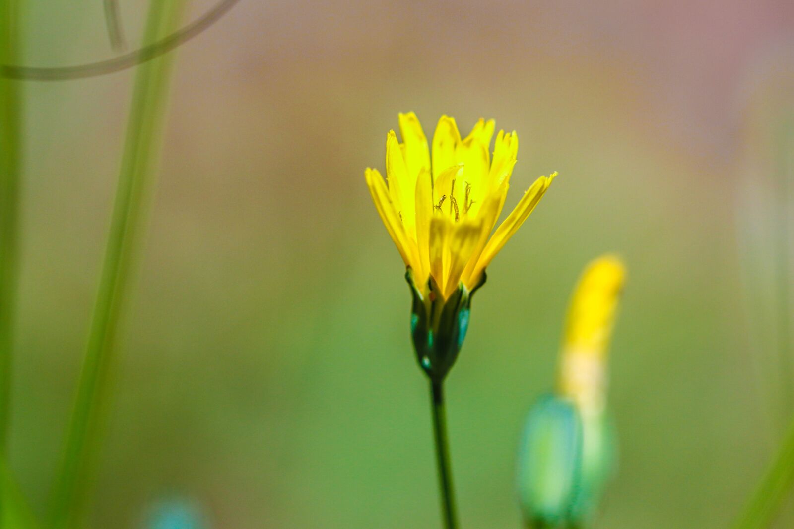 Canon EOS 7D Mark II sample photo. Yellow, flower, green photography
