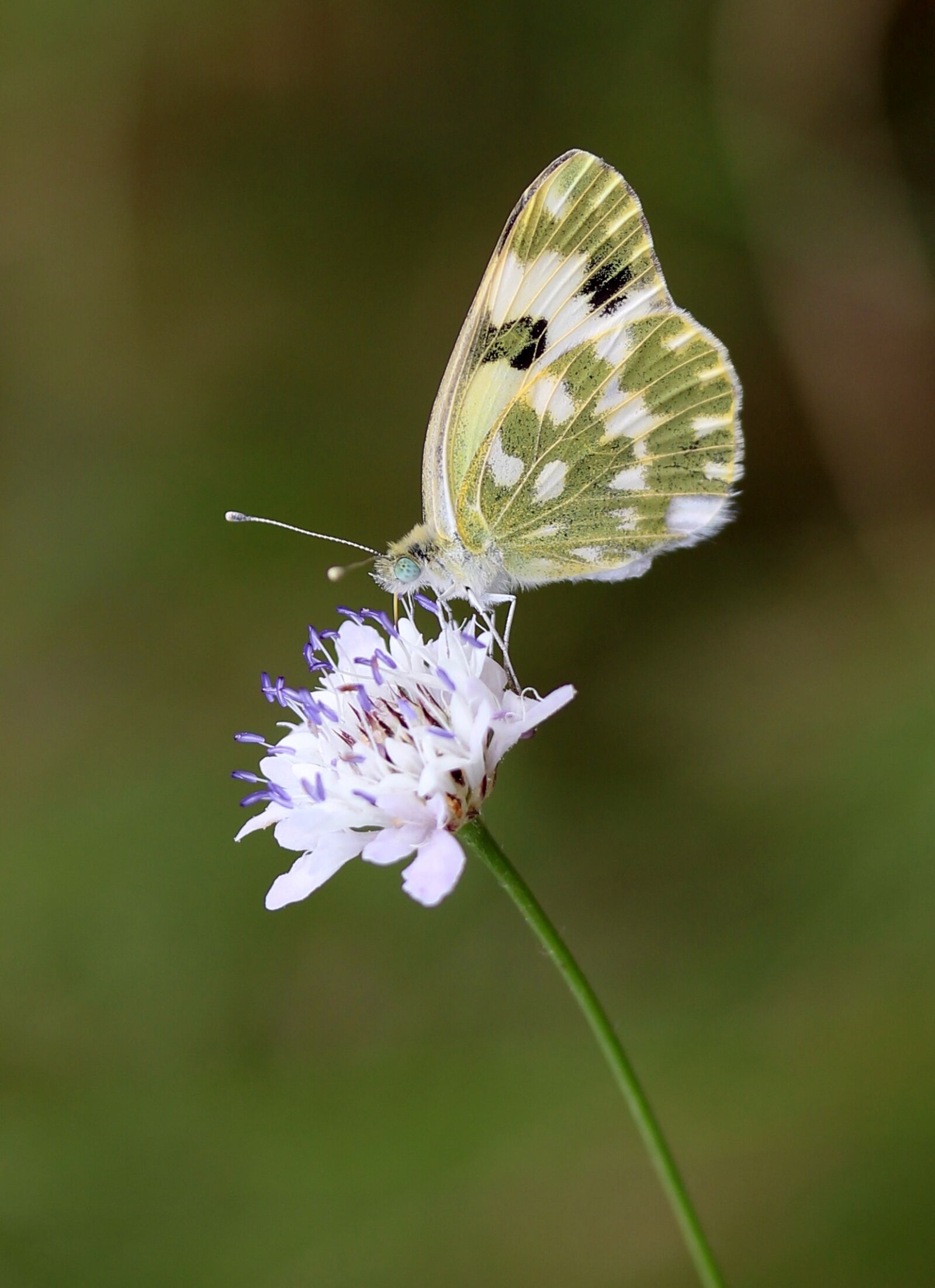 Canon EF-S 60mm F2.8 Macro USM sample photo. Butterfly, yellow, flower photography