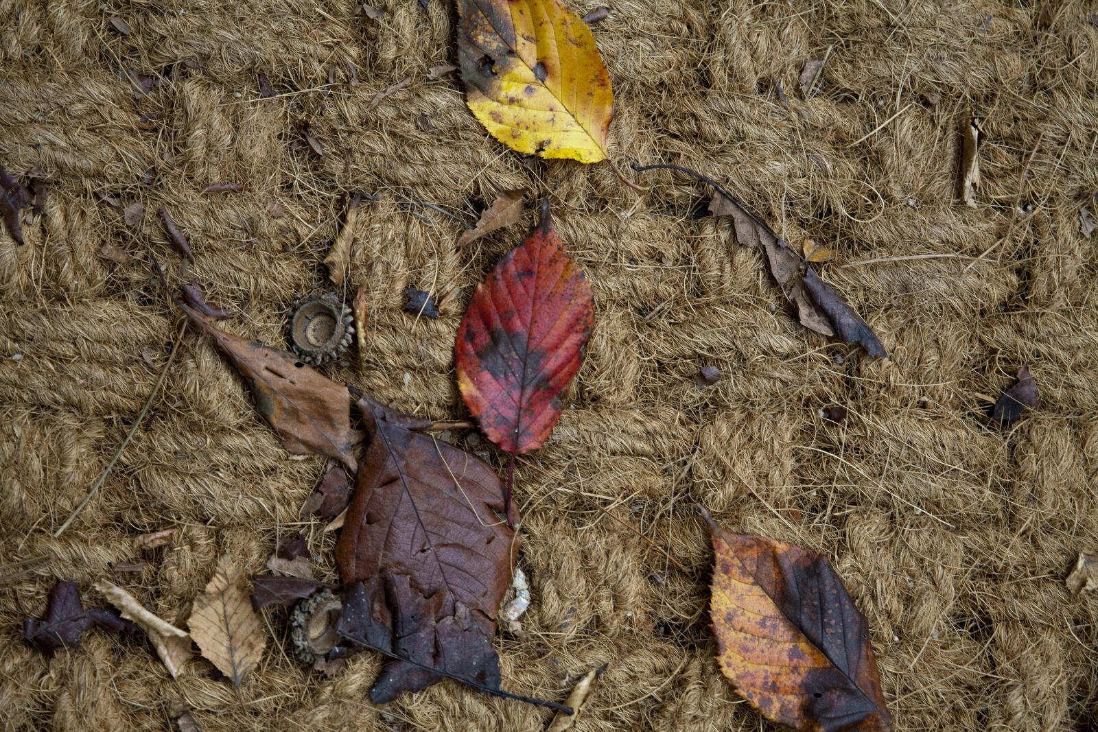 Canon EOS 5D sample photo. Floor, hiking trails, leaves photography