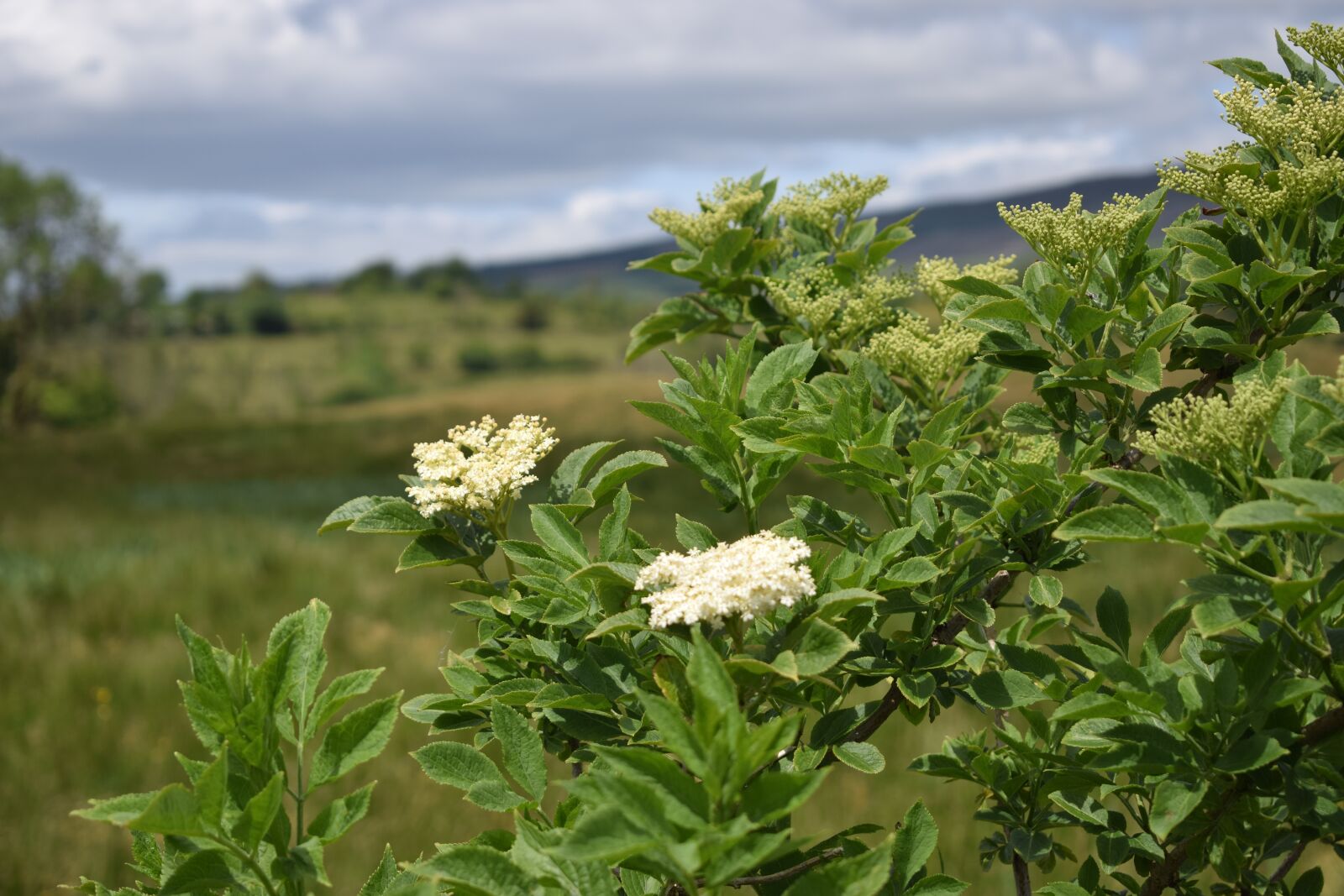 Nikon D3300 sample photo. Wildflower, bush, field photography