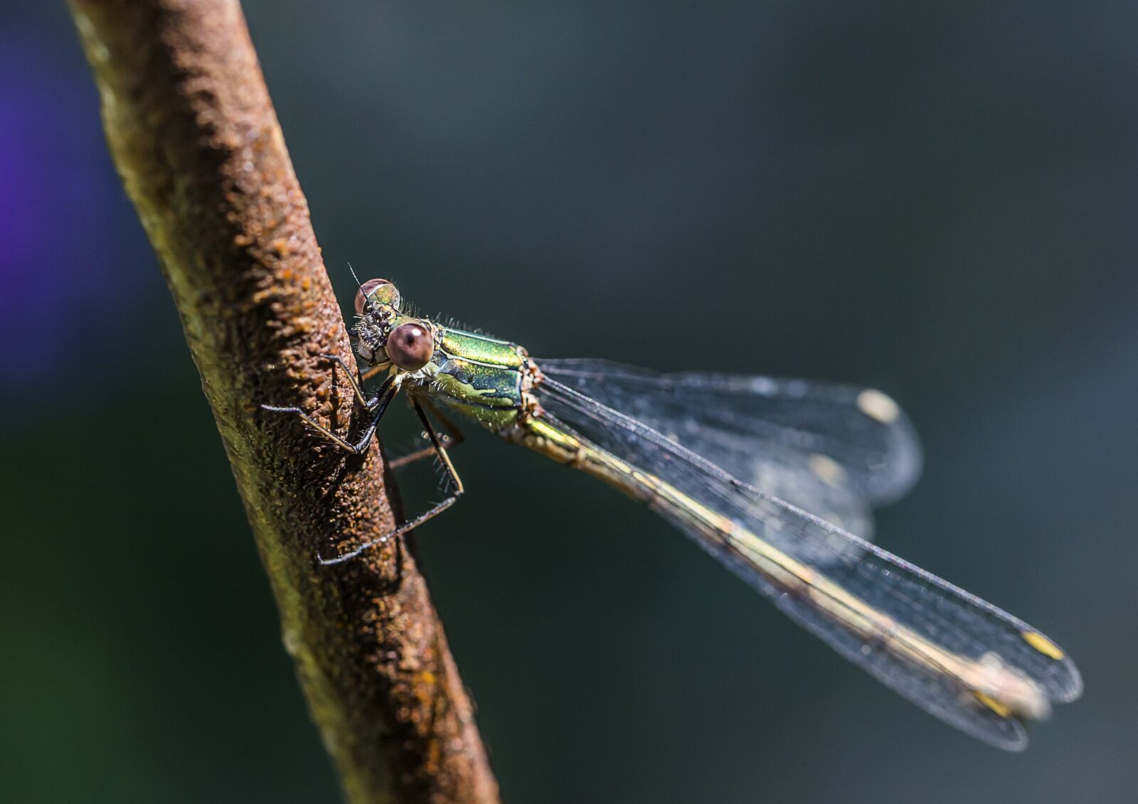Canon EF 100mm F2.8L Macro IS USM sample photo. Dragonfly, insect, nature photography