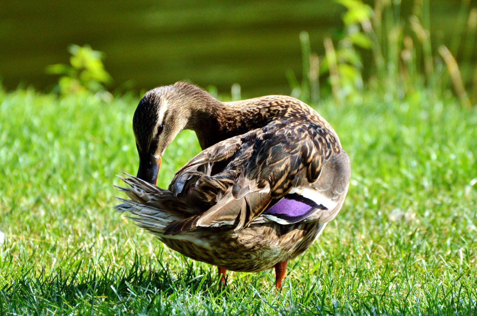 Nikon D3200 sample photo. Ducks, waterfowl, mallard photography