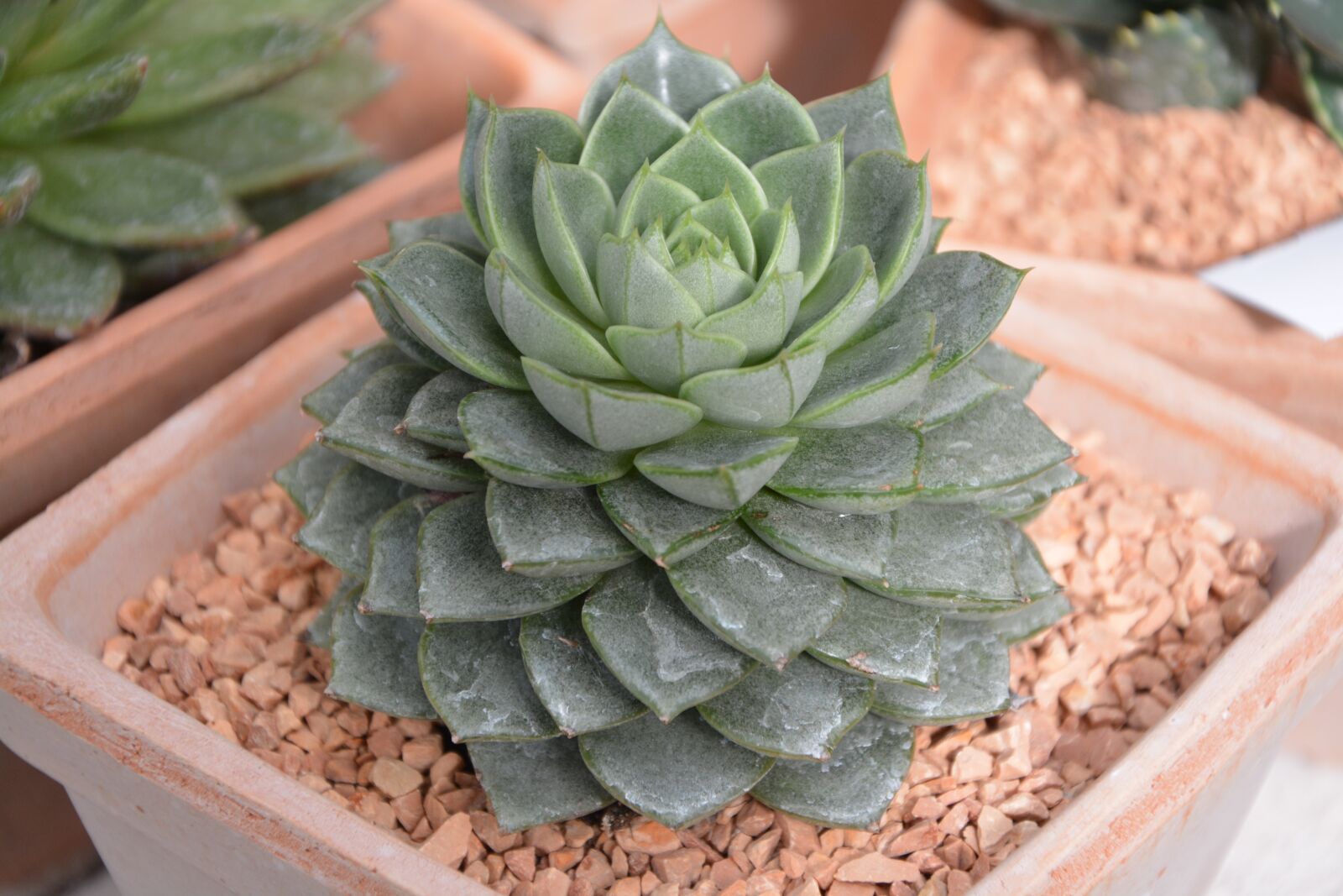 Nikon D5200 sample photo. Cactus, color green, decorative photography