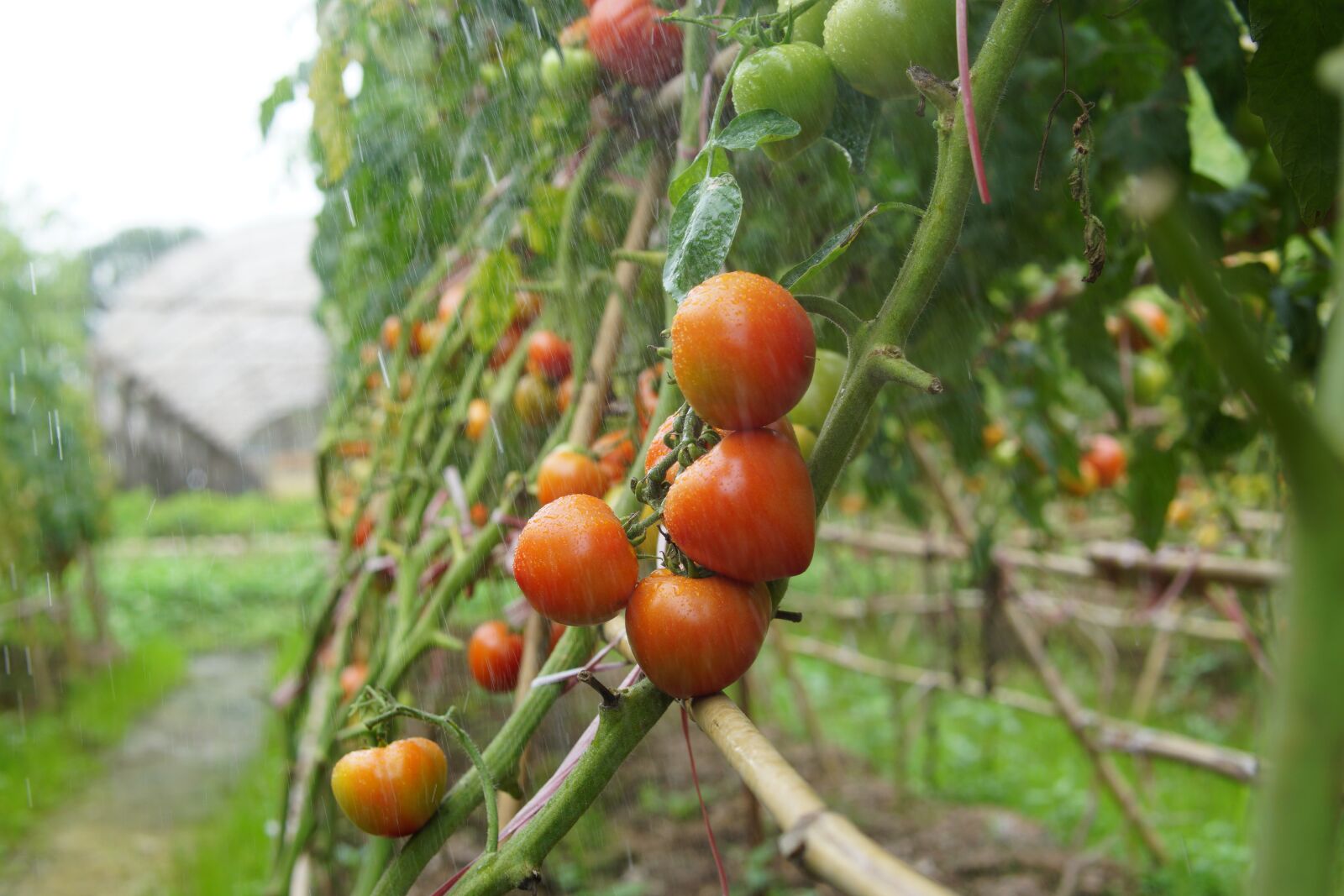 Sony a6000 + Sigma 30mm F1.4 DC DN | C sample photo. Tomatoes, vines, raining photography