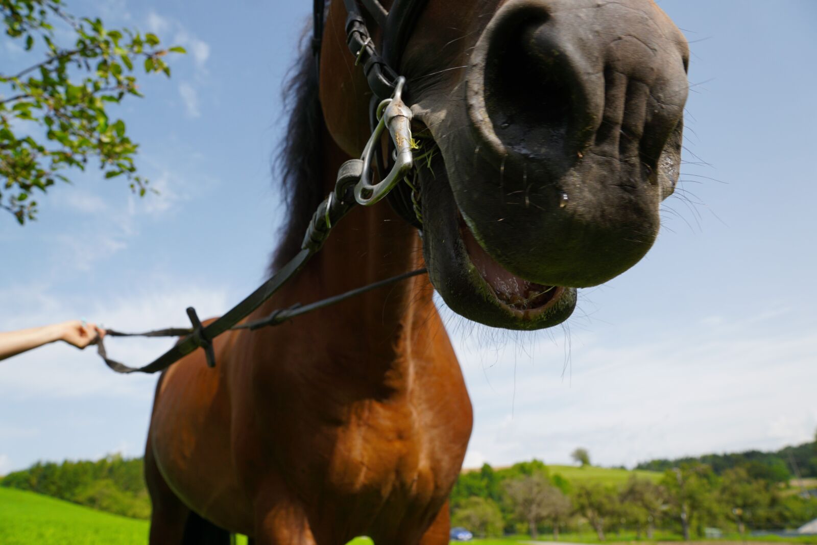 Sony ILCA-77M2 + Sony DT 16-50mm F2.8 SSM sample photo. Horses, mold, eye photography