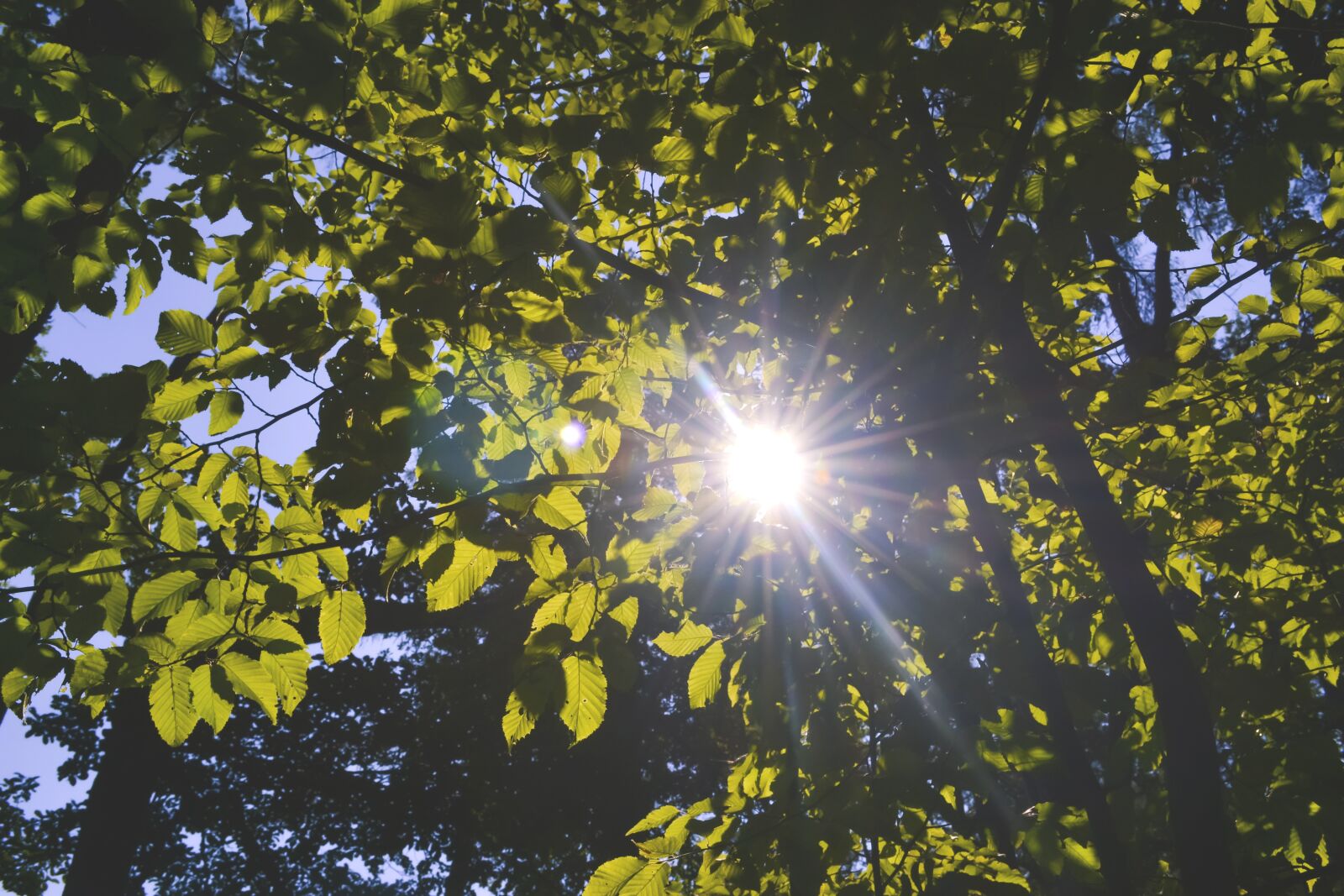 Nikon D3100 sample photo. Nature, forest, green photography