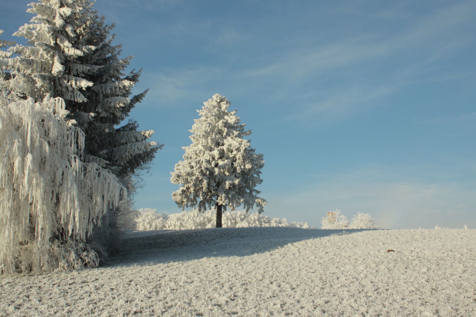 Canon EOS 50D sample photo. Snow, winter, winter wonderland photography