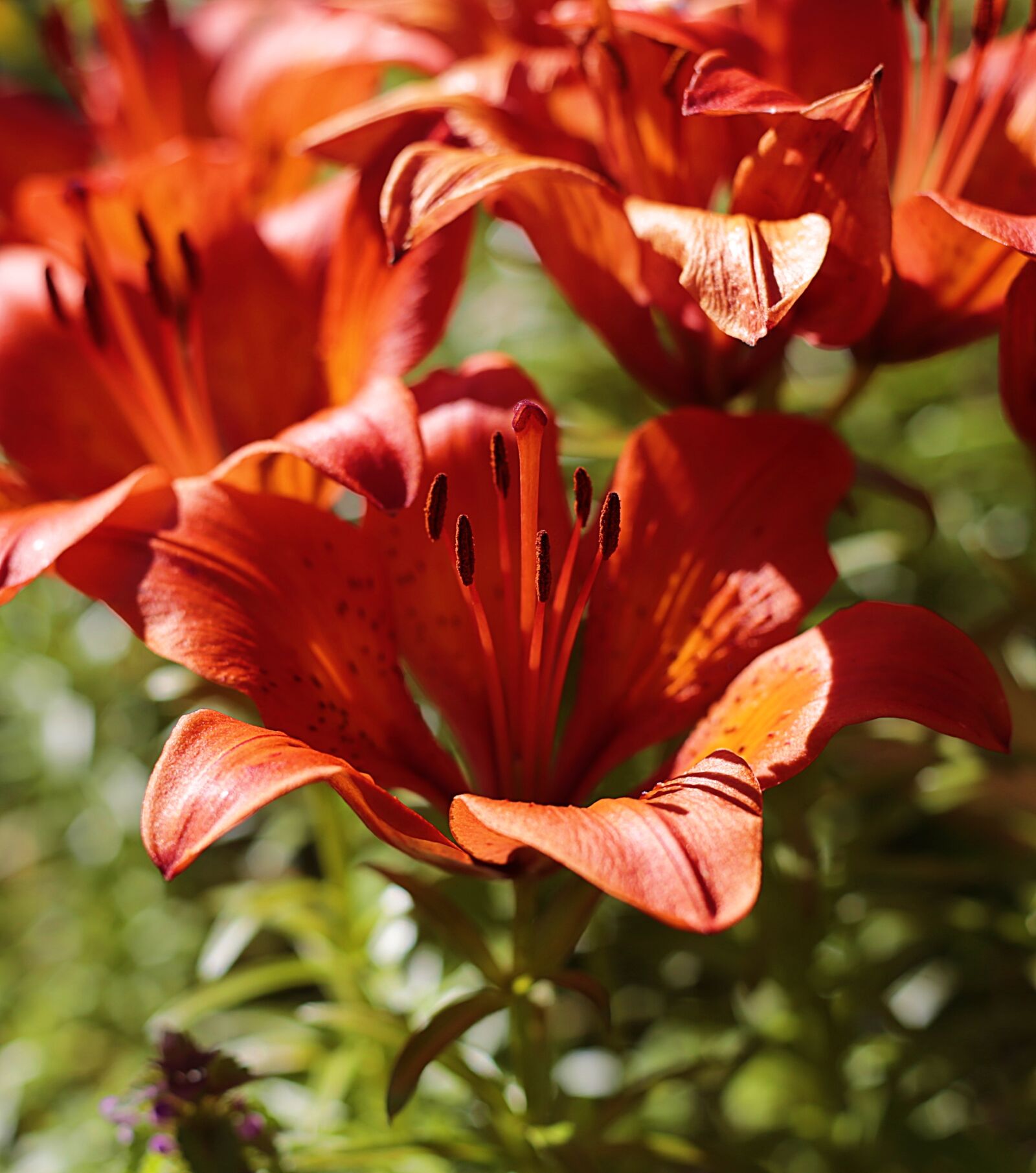 Canon EF 50mm F1.8 II sample photo. Lily, flower, garden photography