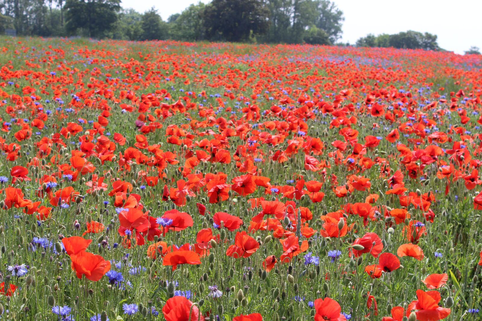 Canon EOS 600D (Rebel EOS T3i / EOS Kiss X5) sample photo. Poppy field, poppies, cornflowers photography