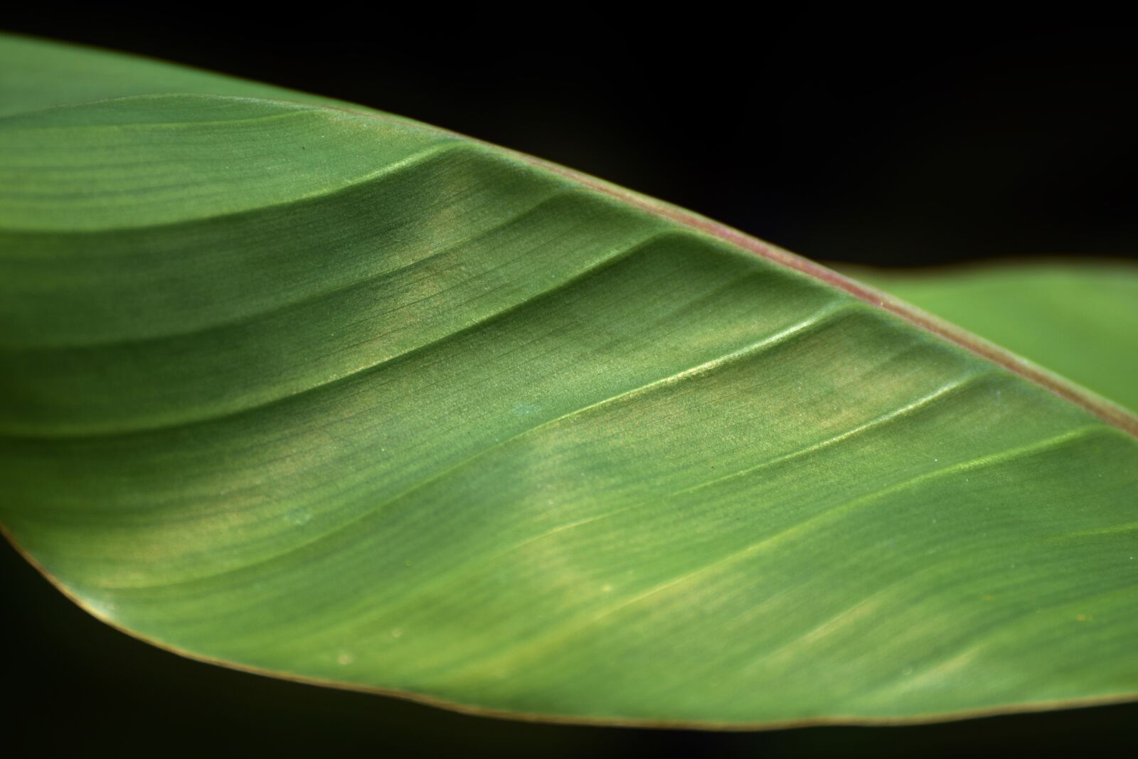 Nikon D7200 sample photo. Banana leaf, fibers, banana photography