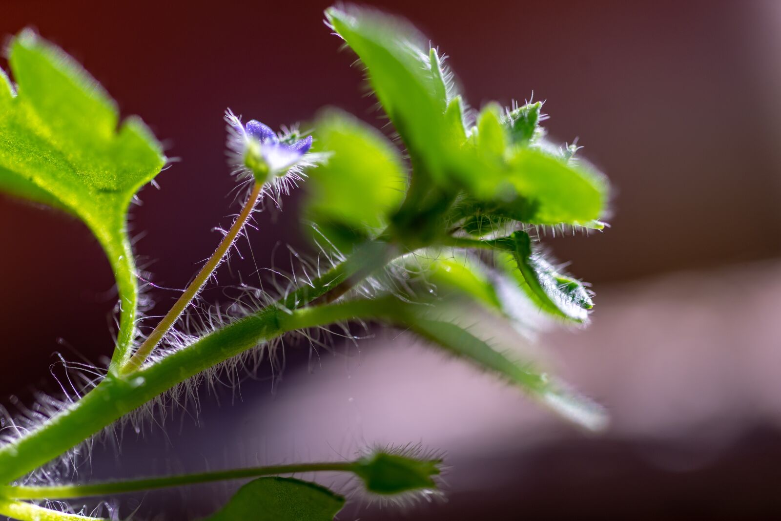 Sony a7 II sample photo. Spring, plant, green photography