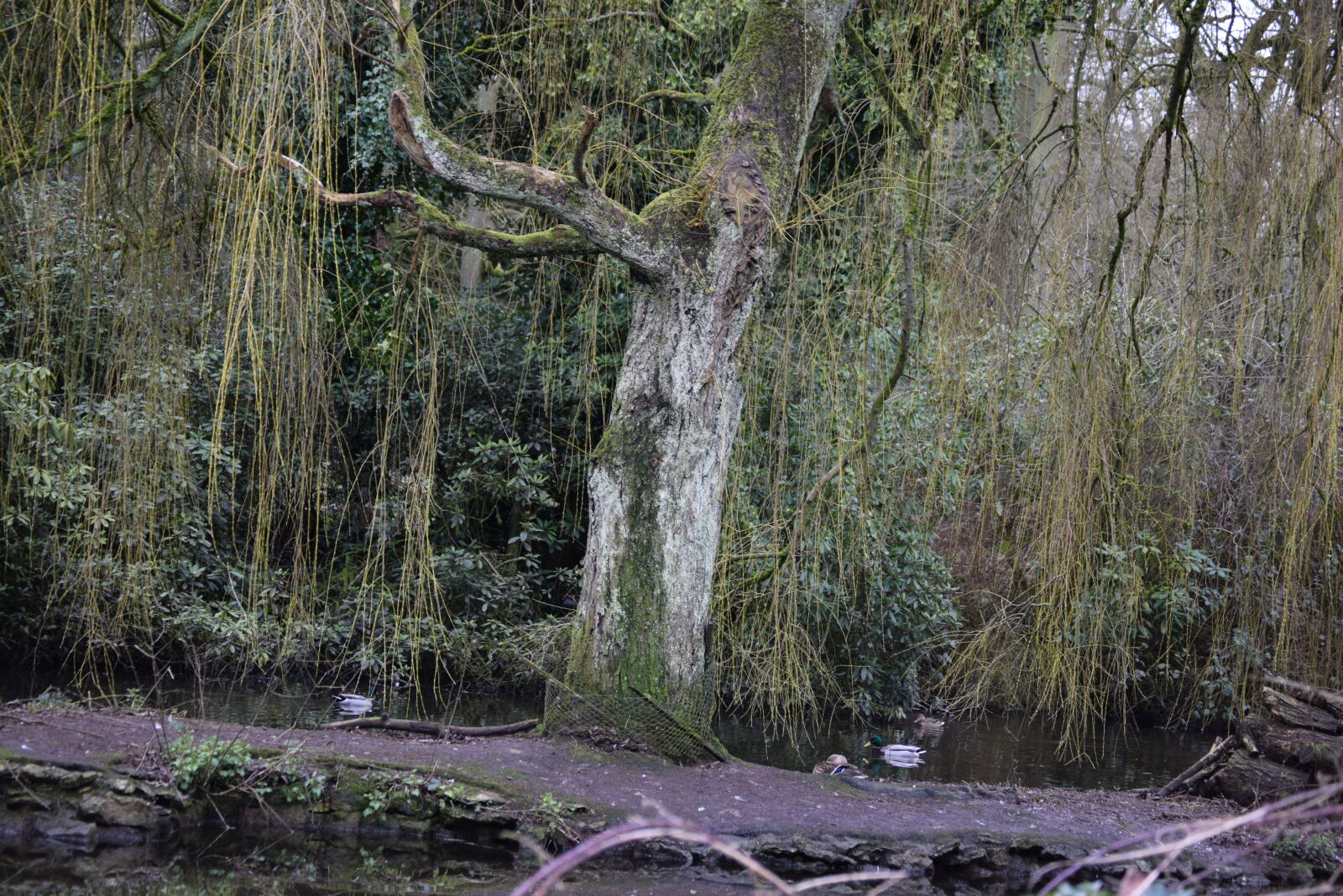 Nikon D5300 sample photo