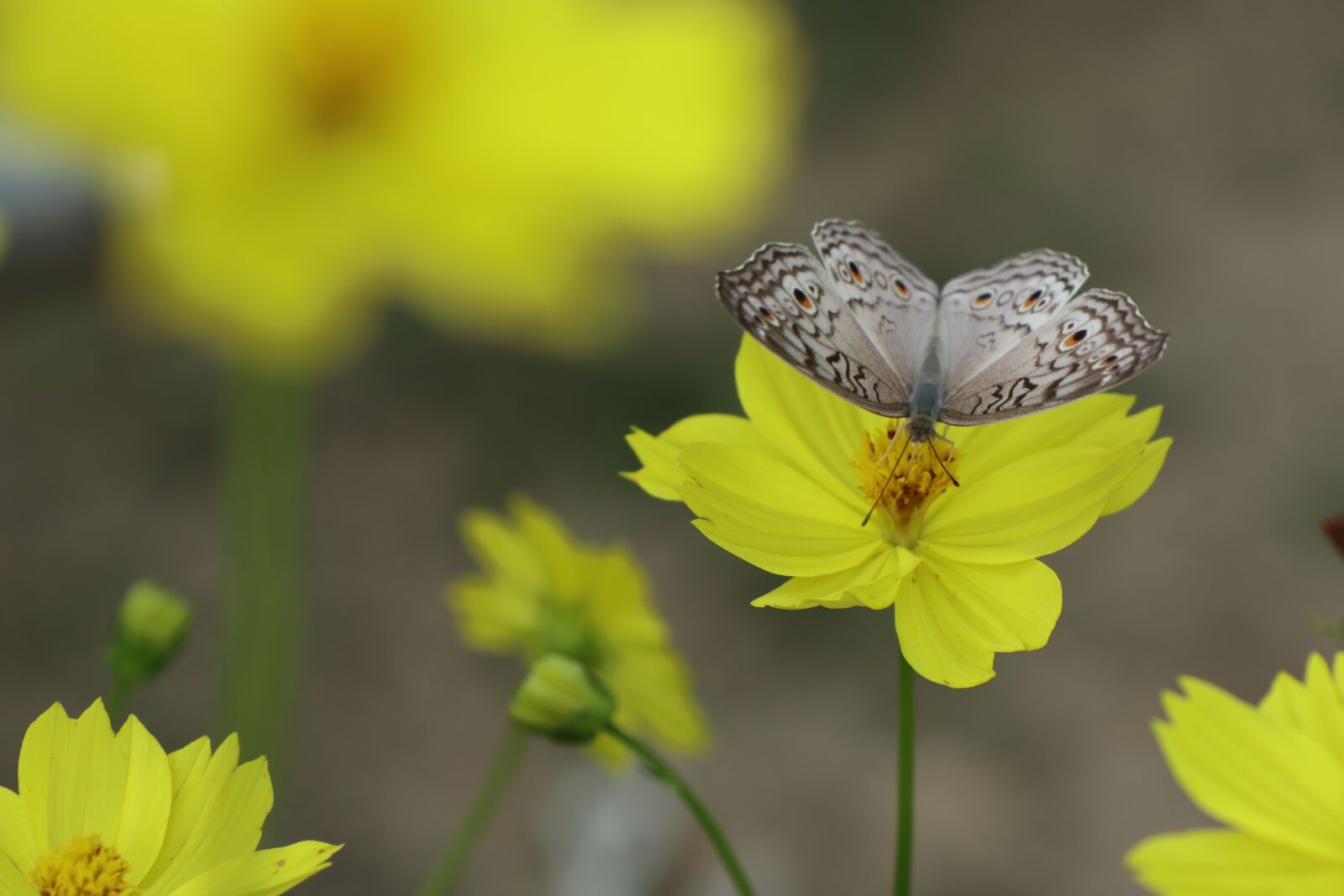 Canon EOS M6 sample photo. Open wings butterfly, yellow photography