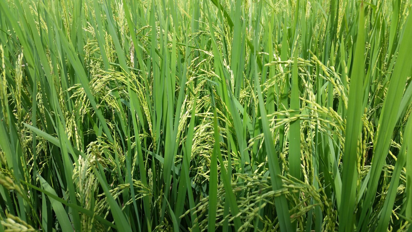 Samsung Galaxy S5 sample photo. Paddy, field, green photography