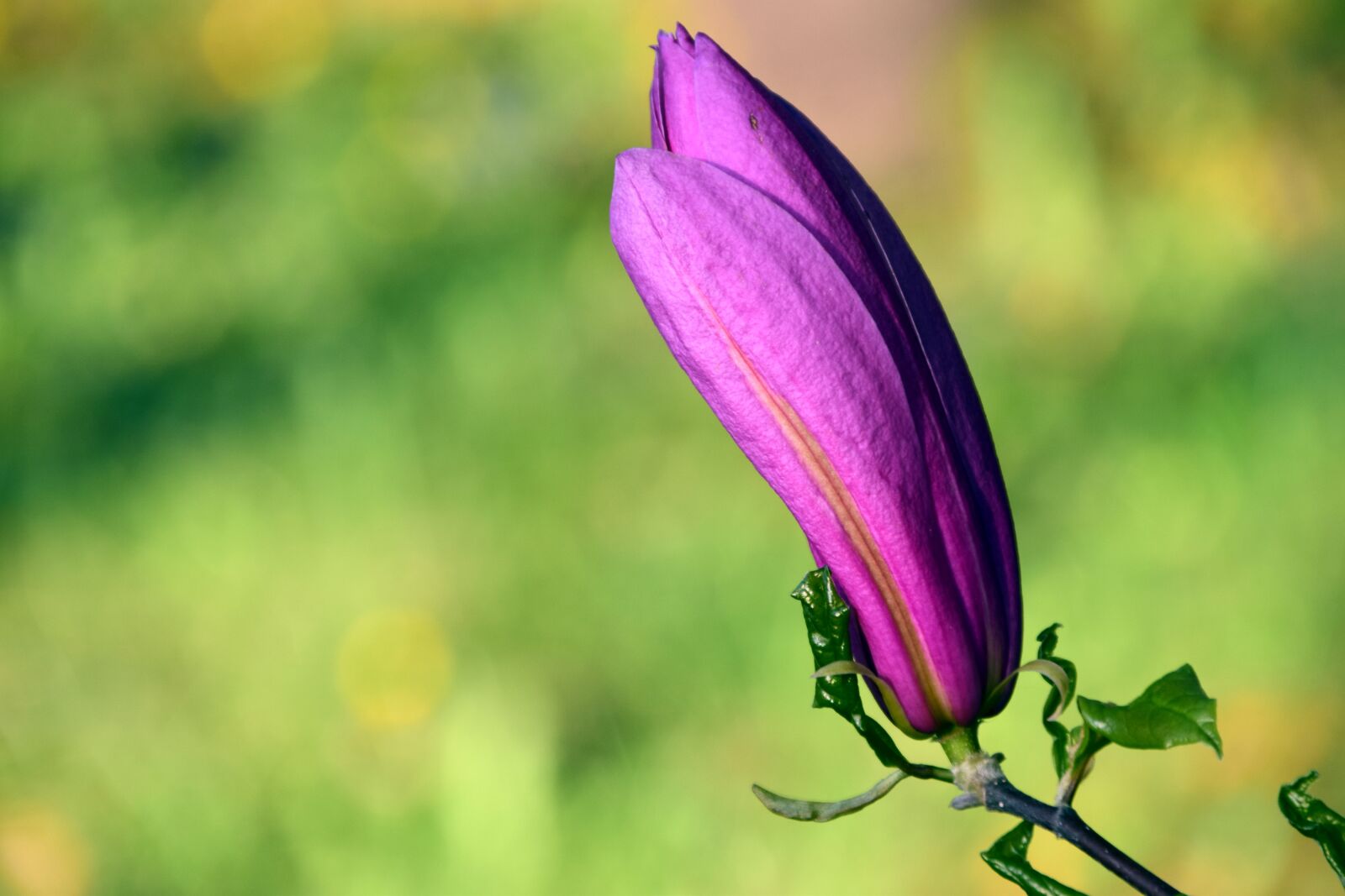 Nikon D3300 sample photo. Magnolia, blossom, bloom photography