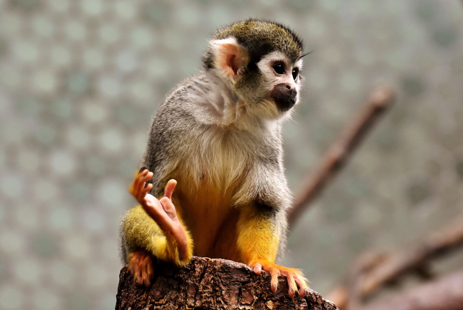 Nikon D7200 sample photo. Monkey, äffchen, cute photography