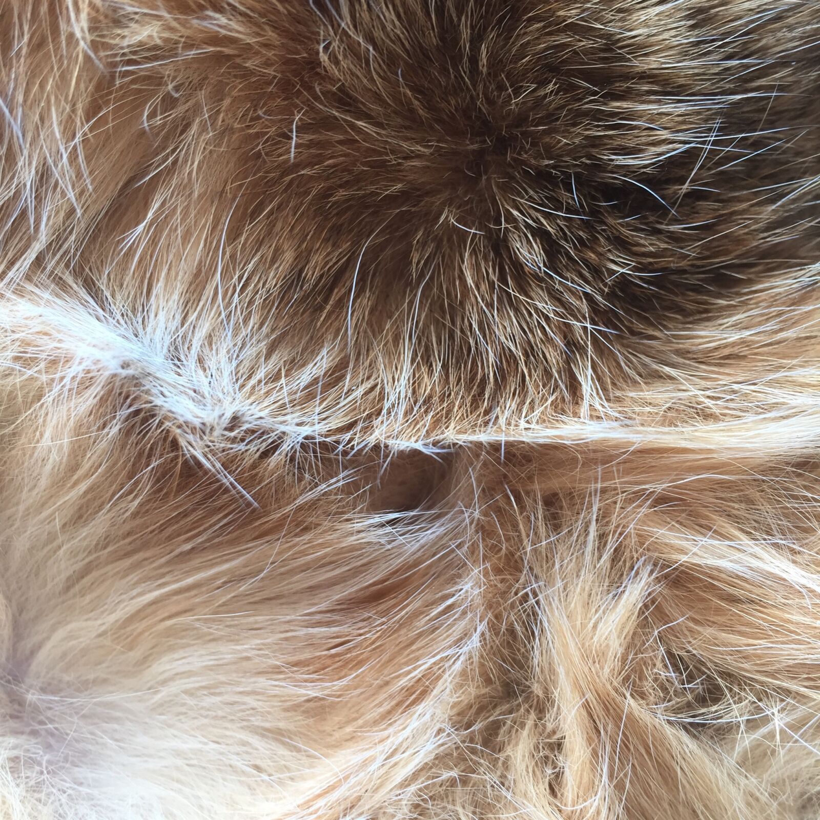 Apple iPhone 6 sample photo. Fur, soft, cat photography