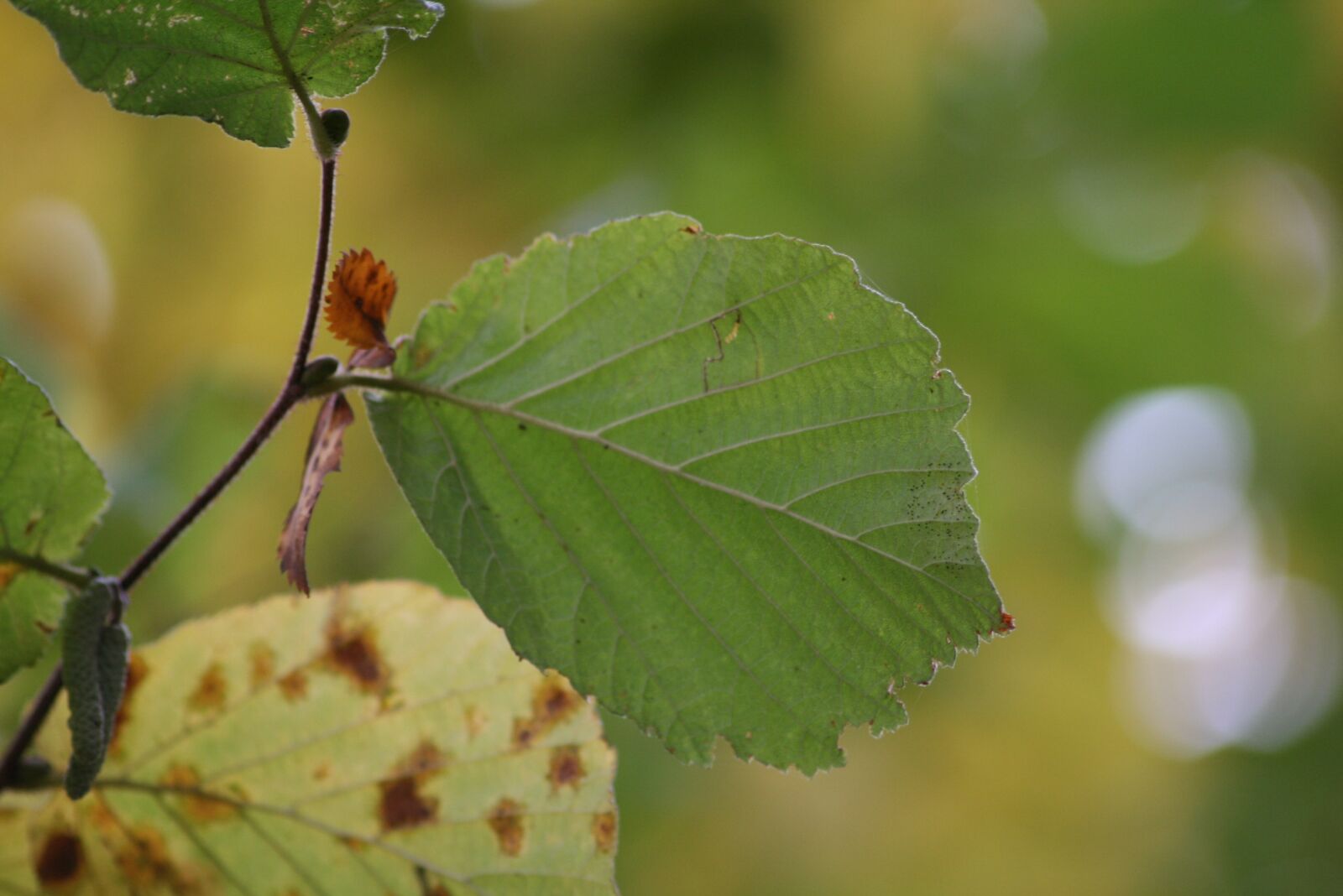 Canon EOS 400D (EOS Digital Rebel XTi / EOS Kiss Digital X) sample photo. Leaf, leaves, fall foliage photography