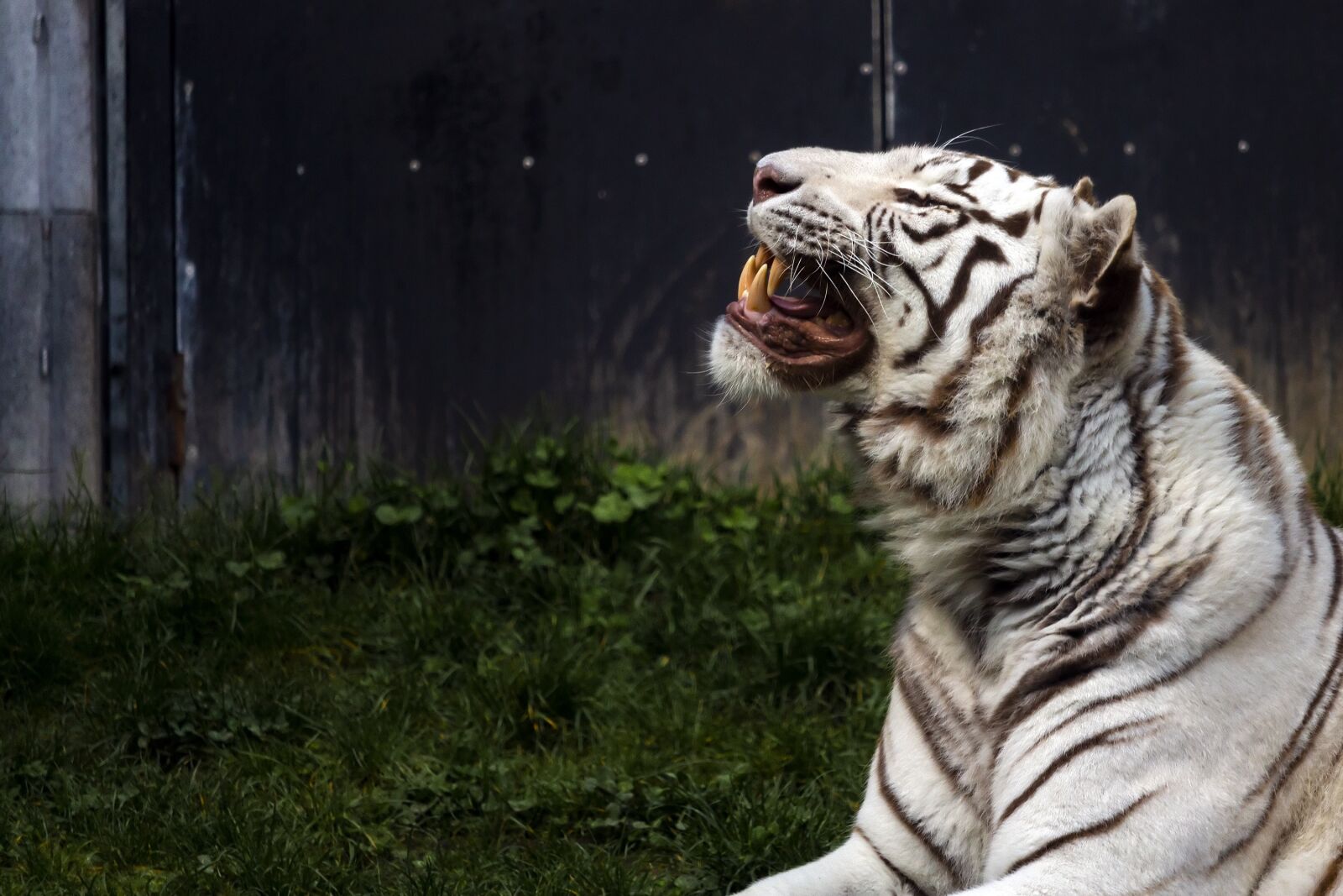 Canon EF-S 55-250mm F4-5.6 IS STM sample photo. Tiger, white, zoo photography