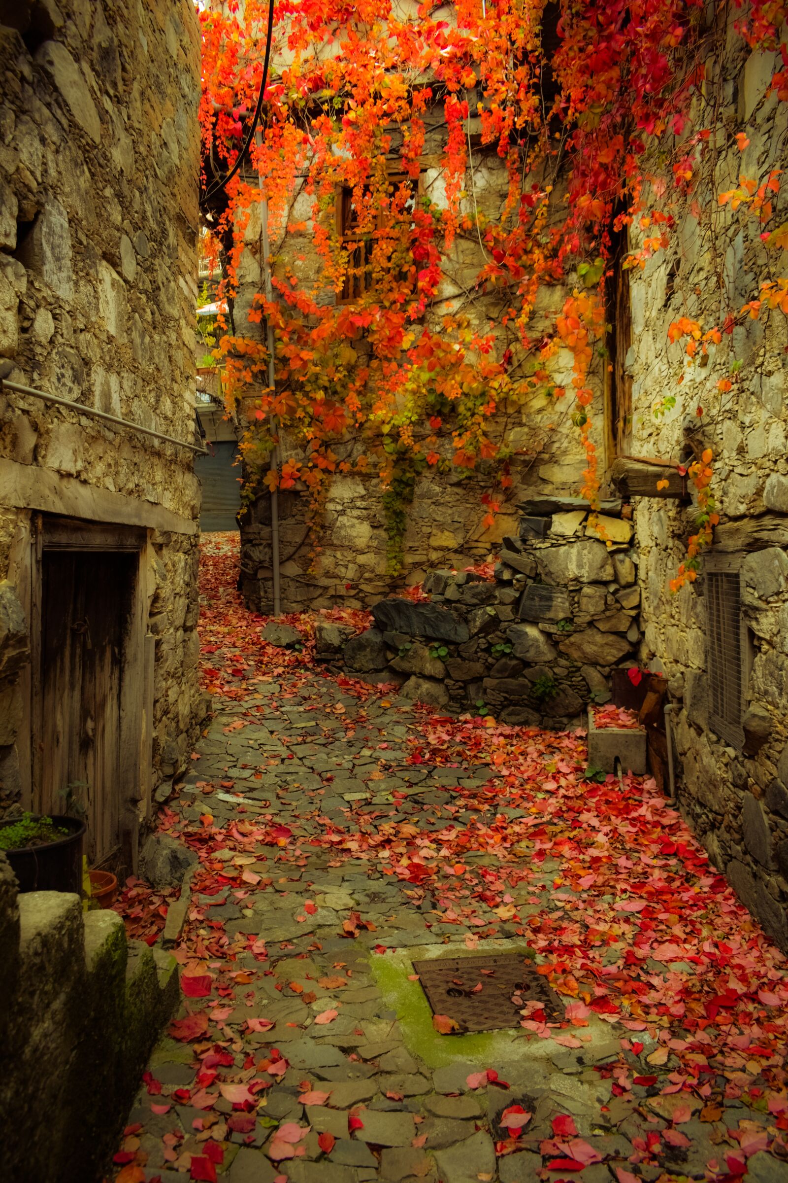 Nikon D3300 sample photo. Autumn mood, autumn colors photography