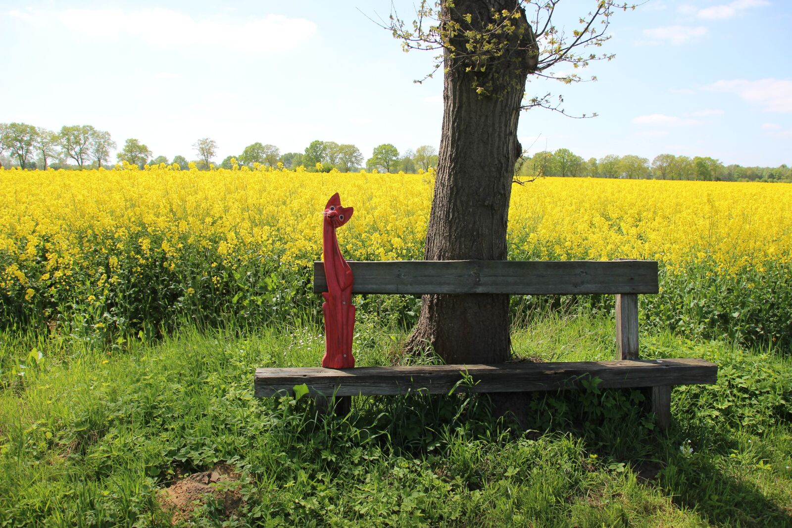 Canon EOS 600D (Rebel EOS T3i / EOS Kiss X5) sample photo. Field of rapeseeds, yellow photography