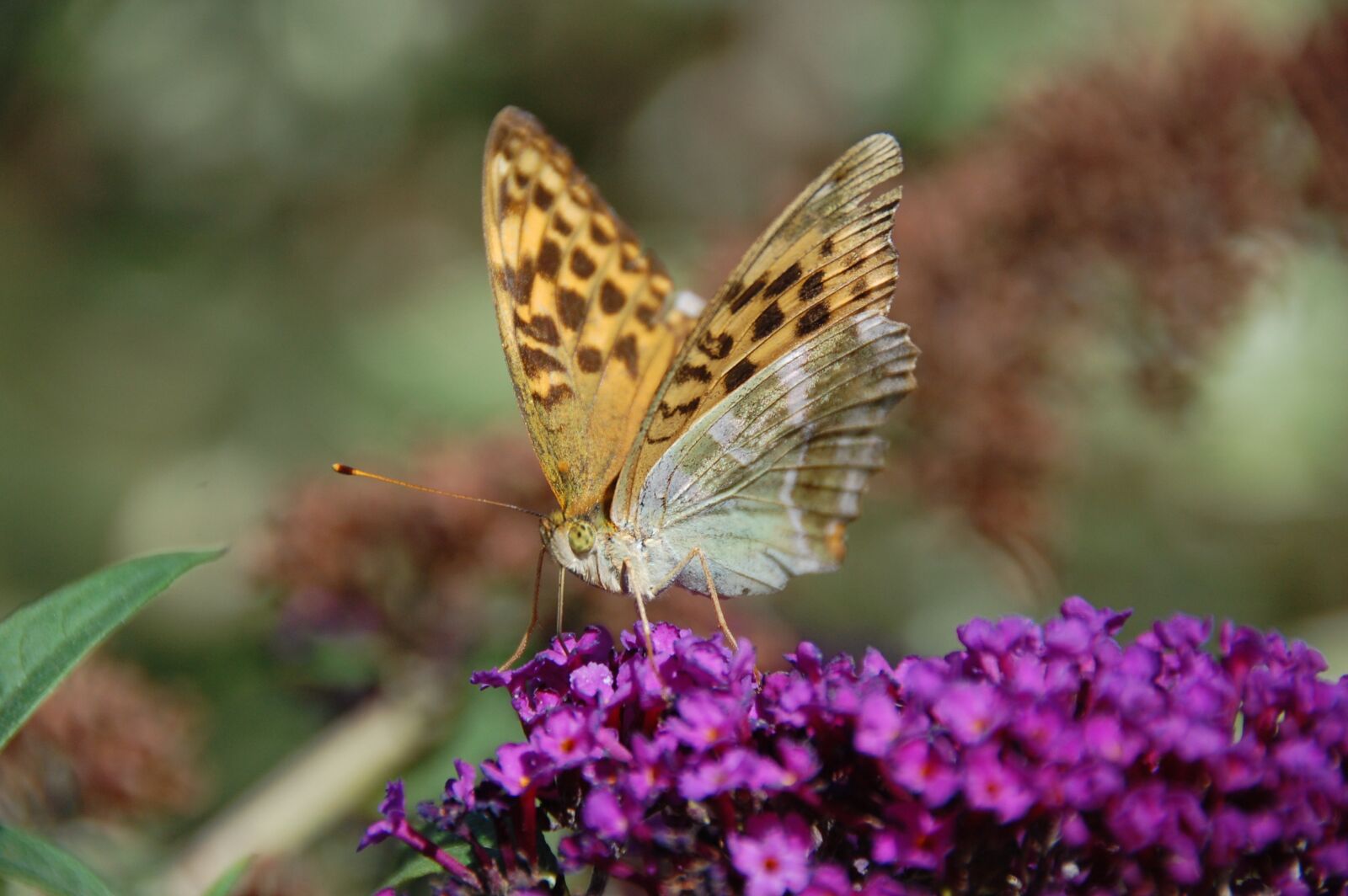 Nikon D40 sample photo. Butterfly, buddleja davidii, purple photography