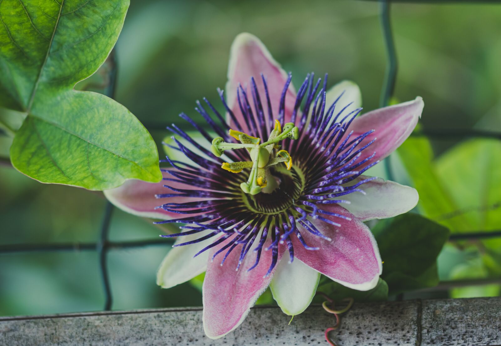 Sony ILCA-77M2 + 105mm F2.8 sample photo. Passion flower, flower, blossom photography