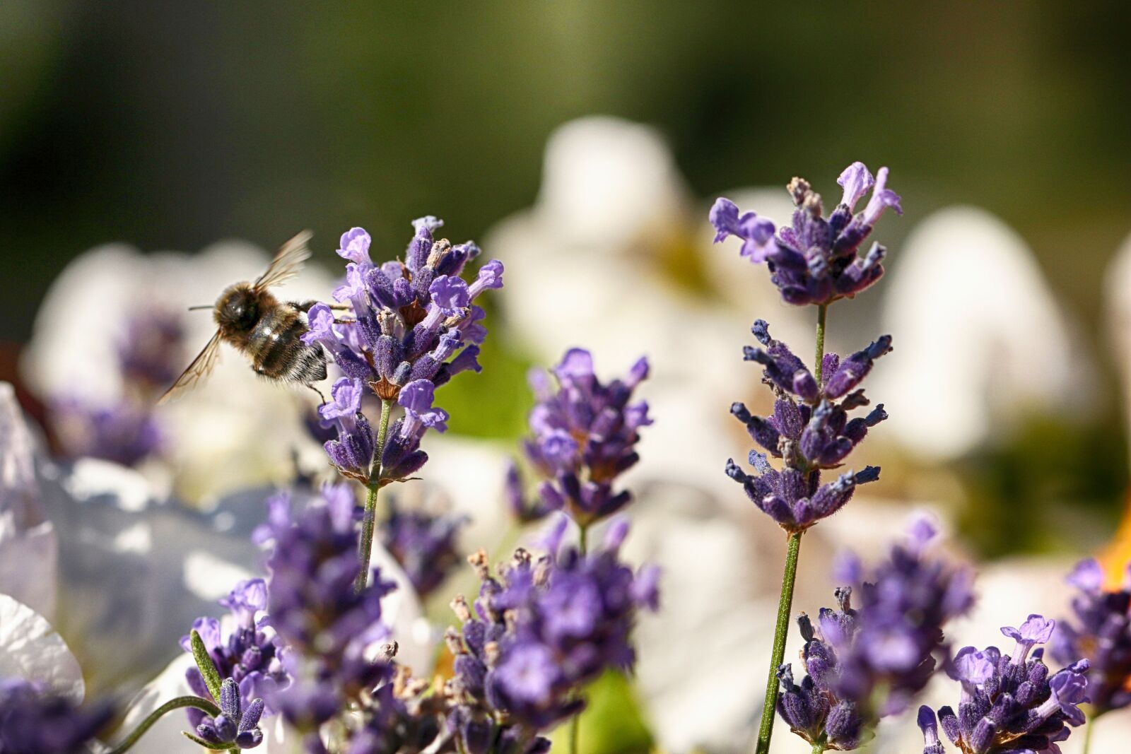 Canon EOS 7D Mark II sample photo. Bumblebee, insect, macro photography
