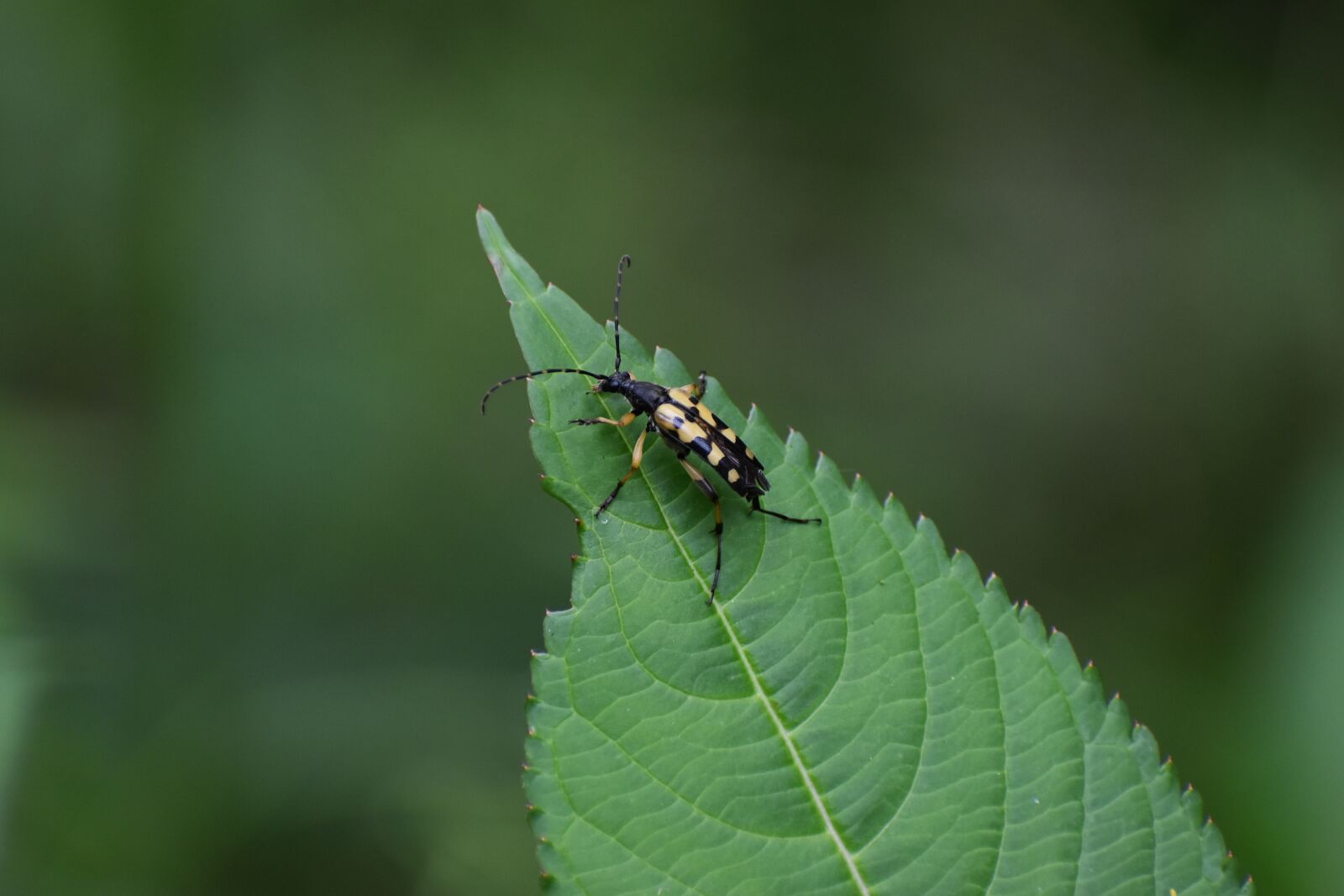 Nikon D3500 sample photo. Four of cohesive narrow-bock photography