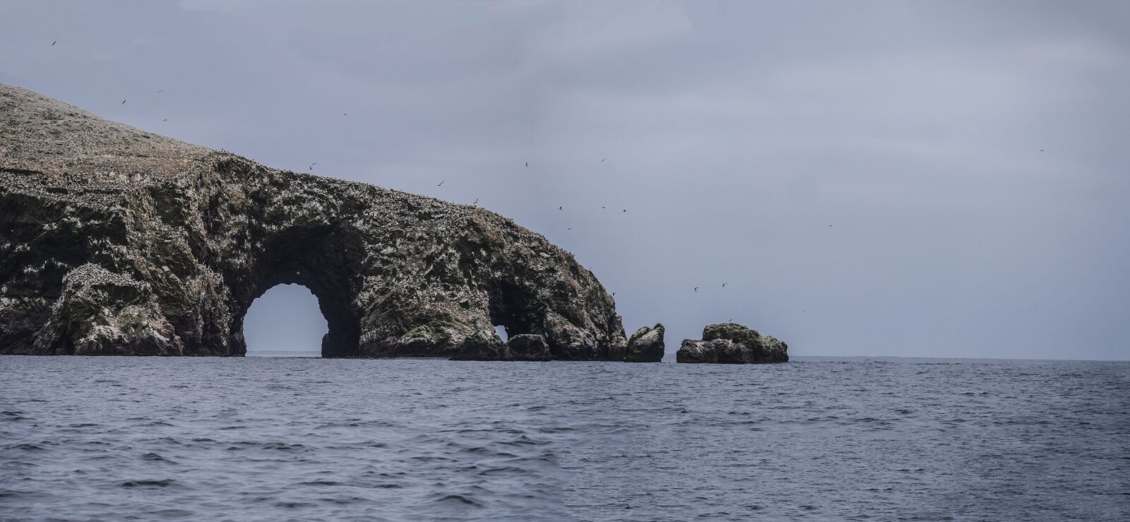 Panasonic Lumix DMC-GX8 + LEICA DG 100-400/F4.0-6.3 sample photo. Islas ballestas, birds, breed photography