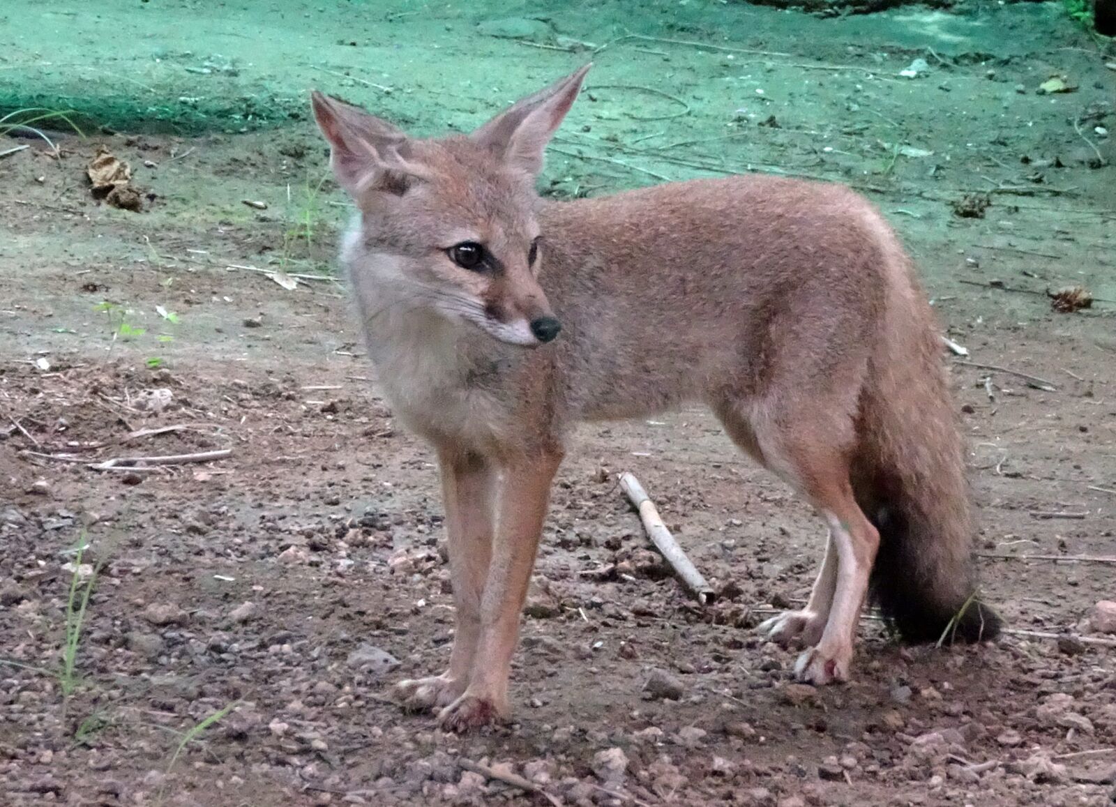 Sony Cyber-shot DSC-HX90V sample photo. Fox, bengal fox, vulpes photography