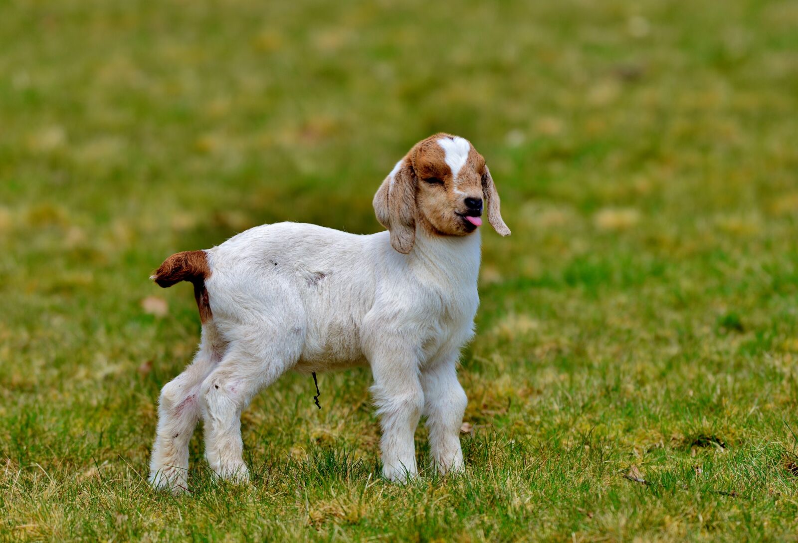 Nikon D600 sample photo. Kid, spring, nature photography