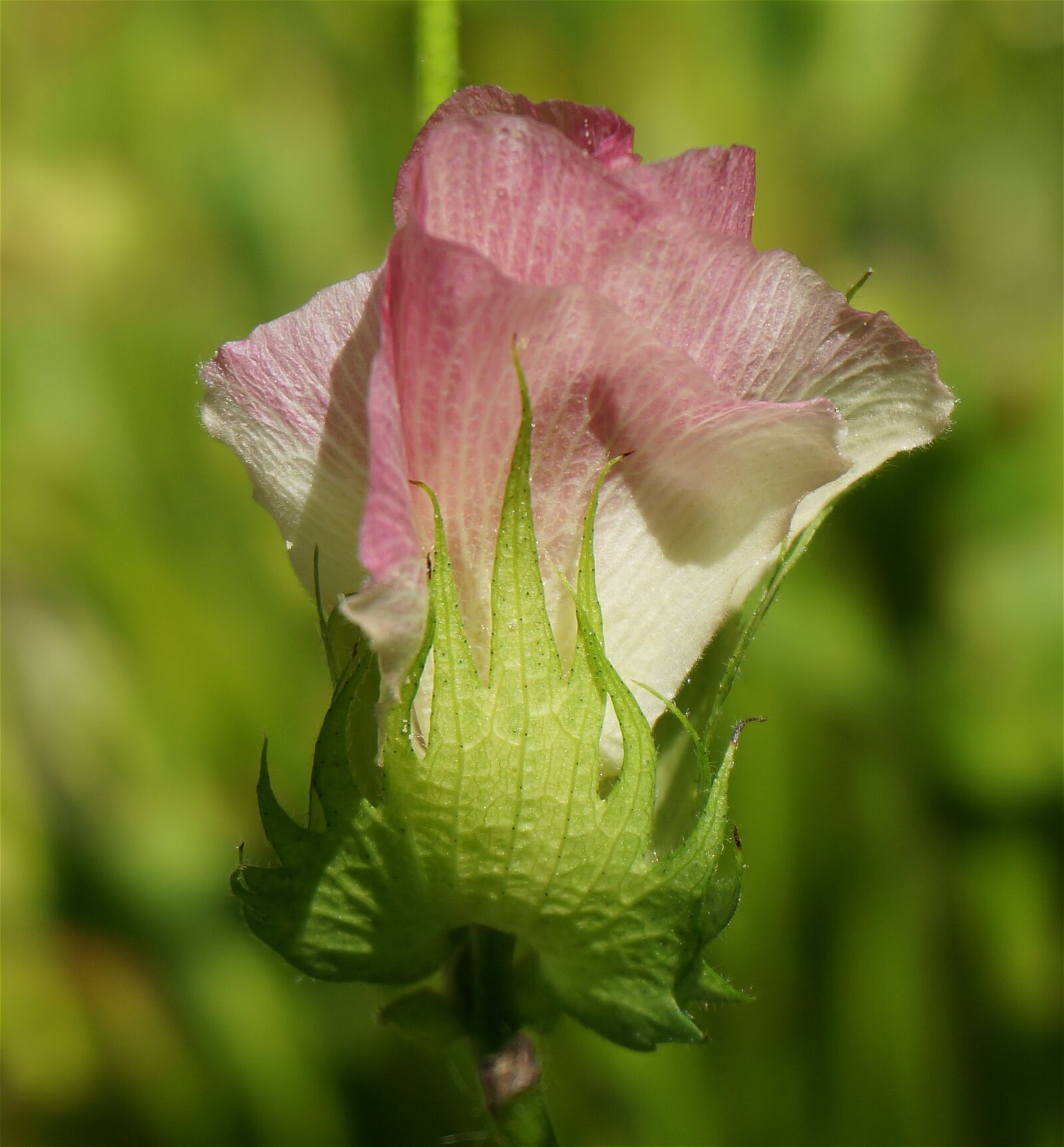 Sony Alpha NEX-5T sample photo. Pink cotton flower, cotton photography