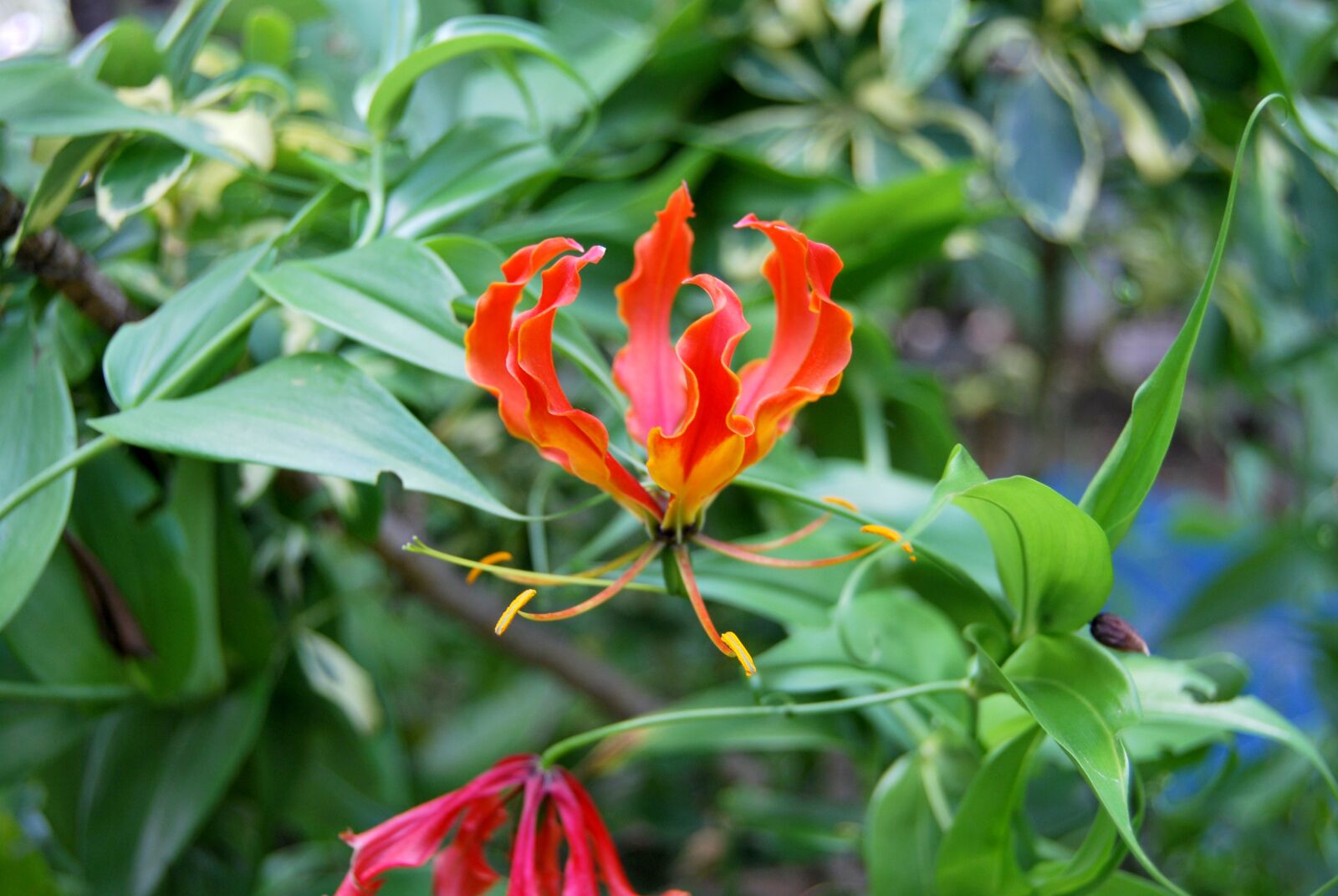 Nikon D60 sample photo. Nature, flora, leaf photography
