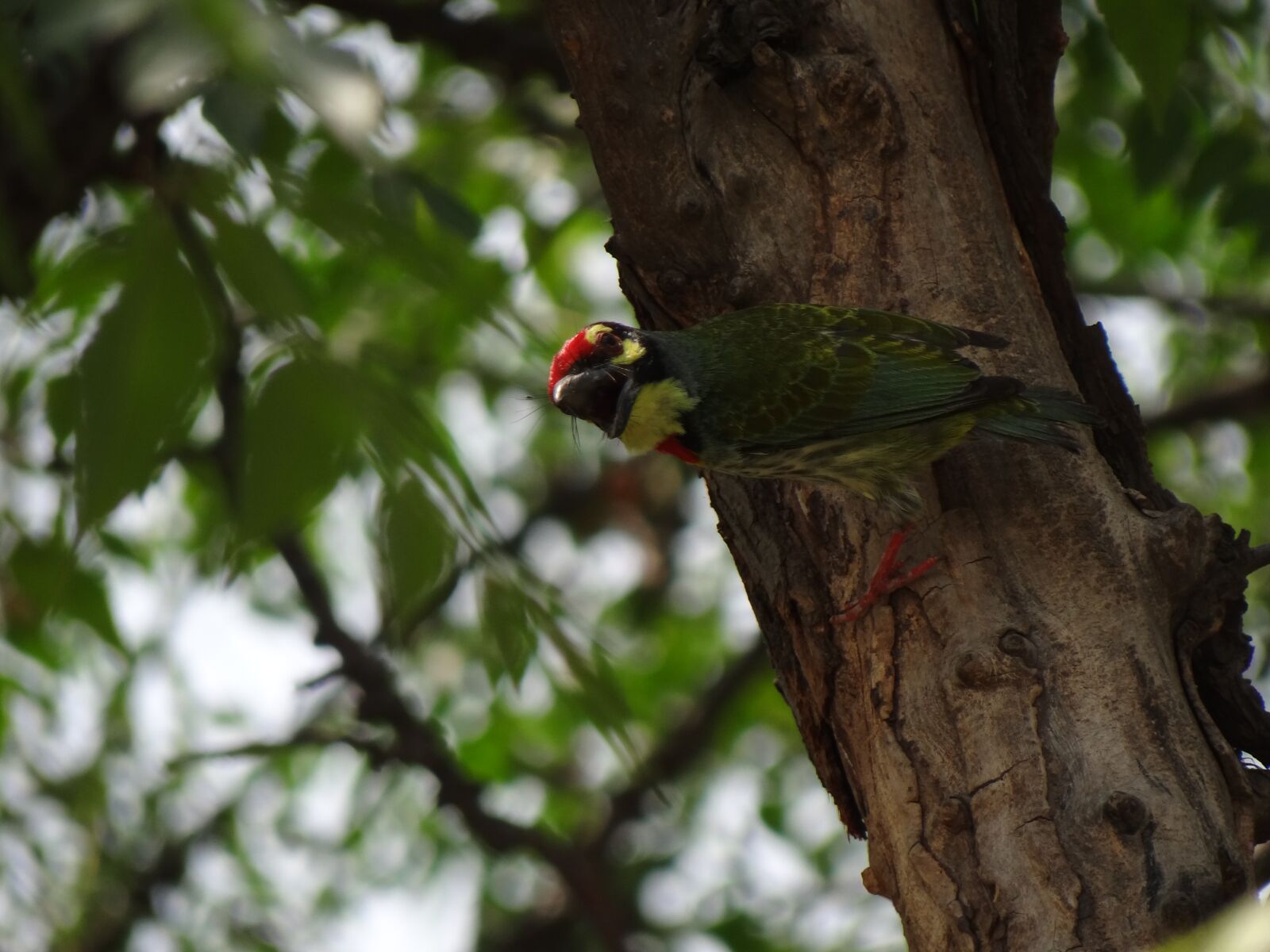 Sony Cyber-shot DSC-HX100V sample photo. Woodpecker, bird, natural photography